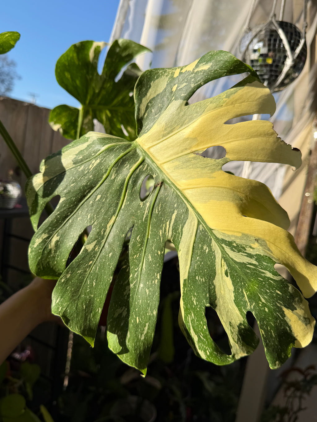 Monstera deliciosa 'Thai Constellation' image 1