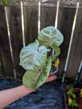 Syngonium podophyllum 'milk confetti' image 0