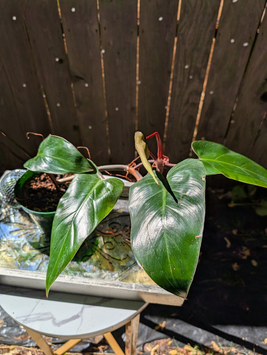 Philodendron 'red emerald' ❣️ image 8