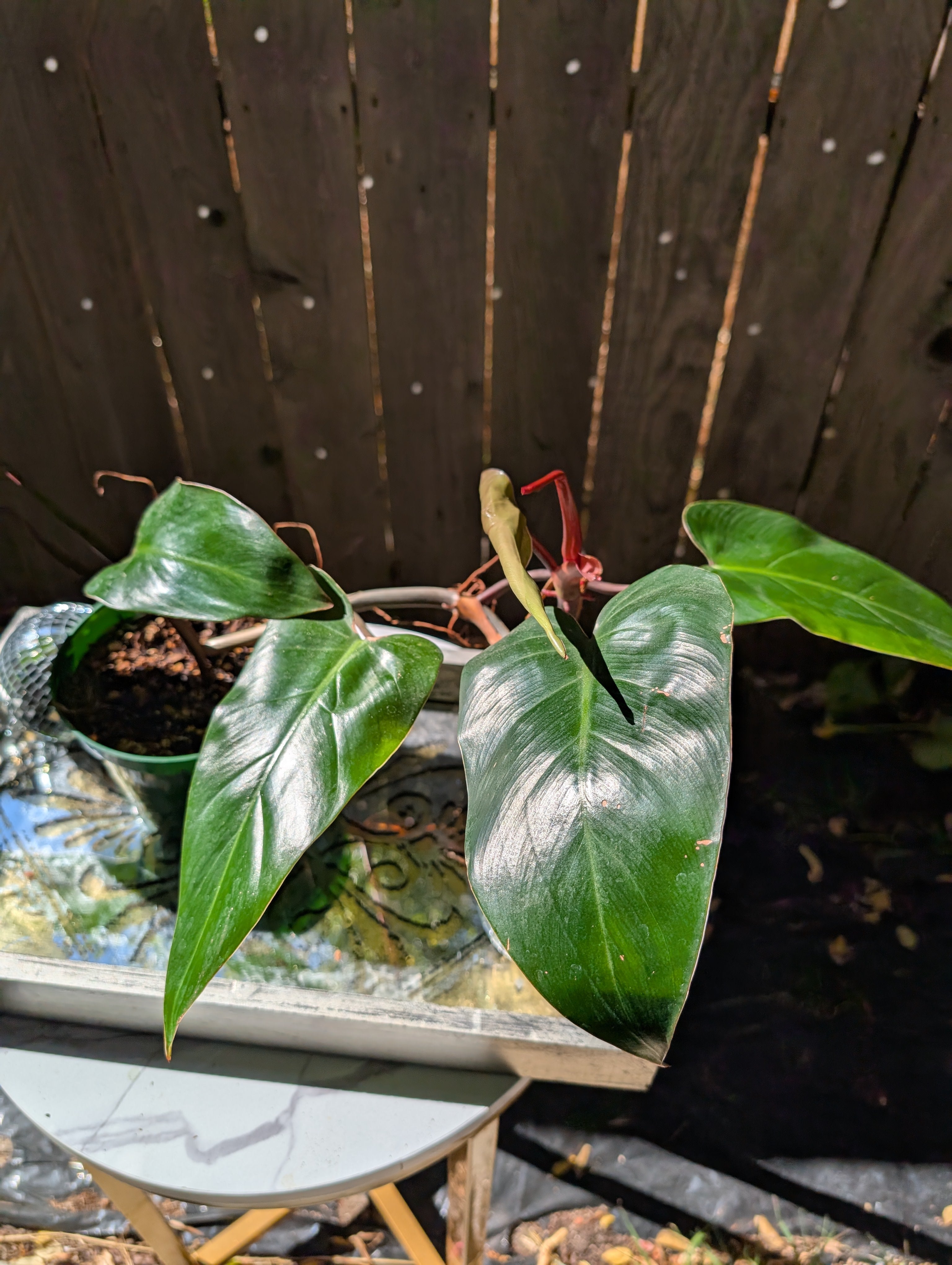 Philodendron 'red emerald' ❣️ image 8