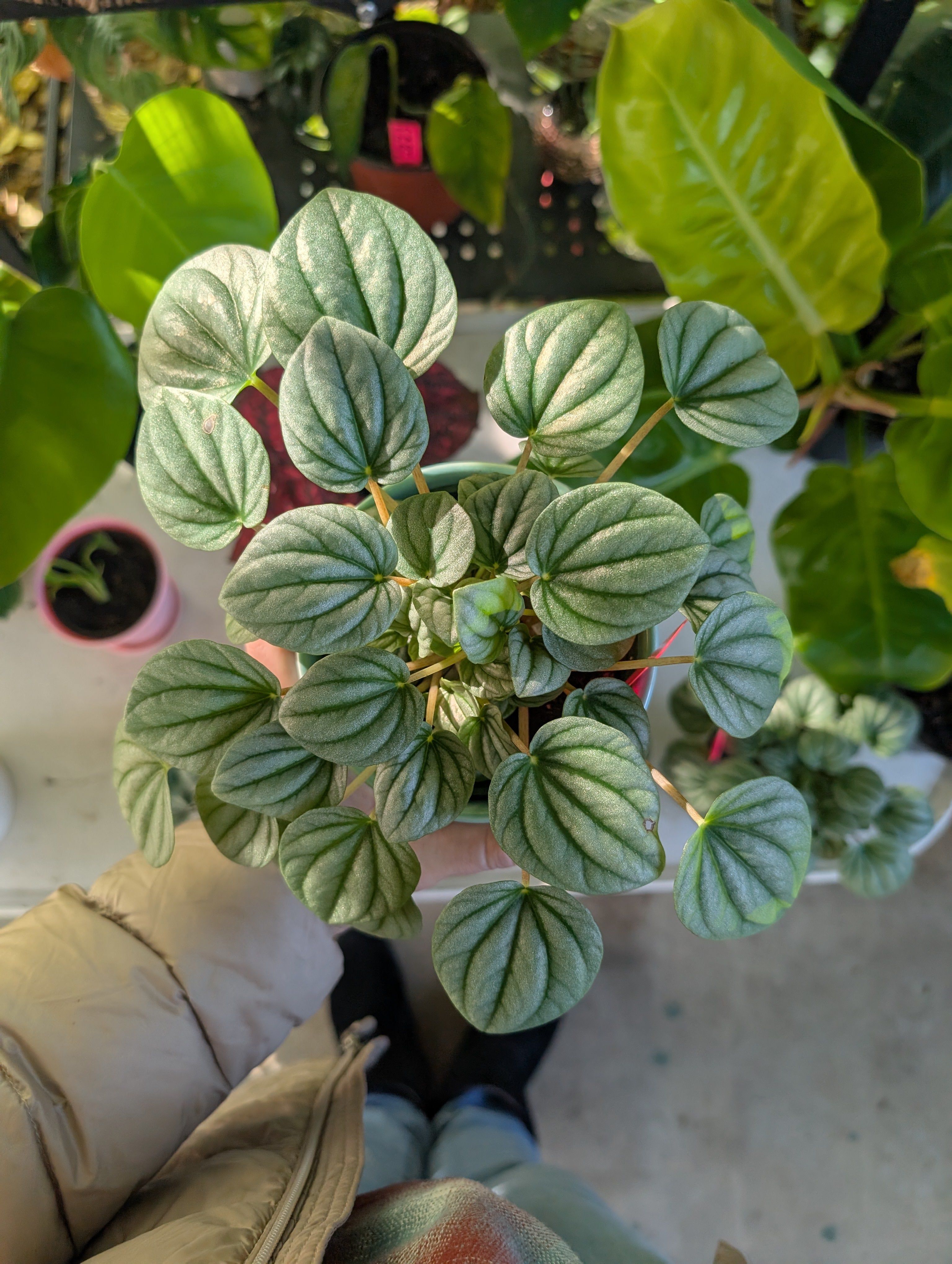 Peperomia caperata 'Moonlight' image 4