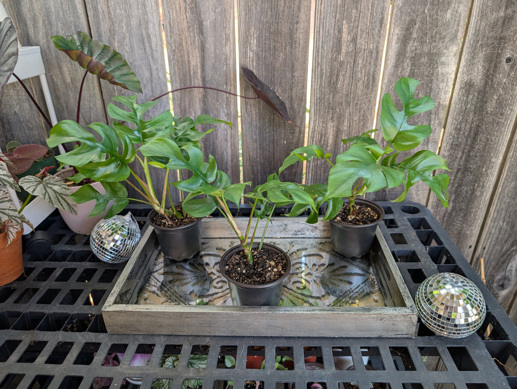 Mini Monstera - Raphidophora tetrasperma image 7