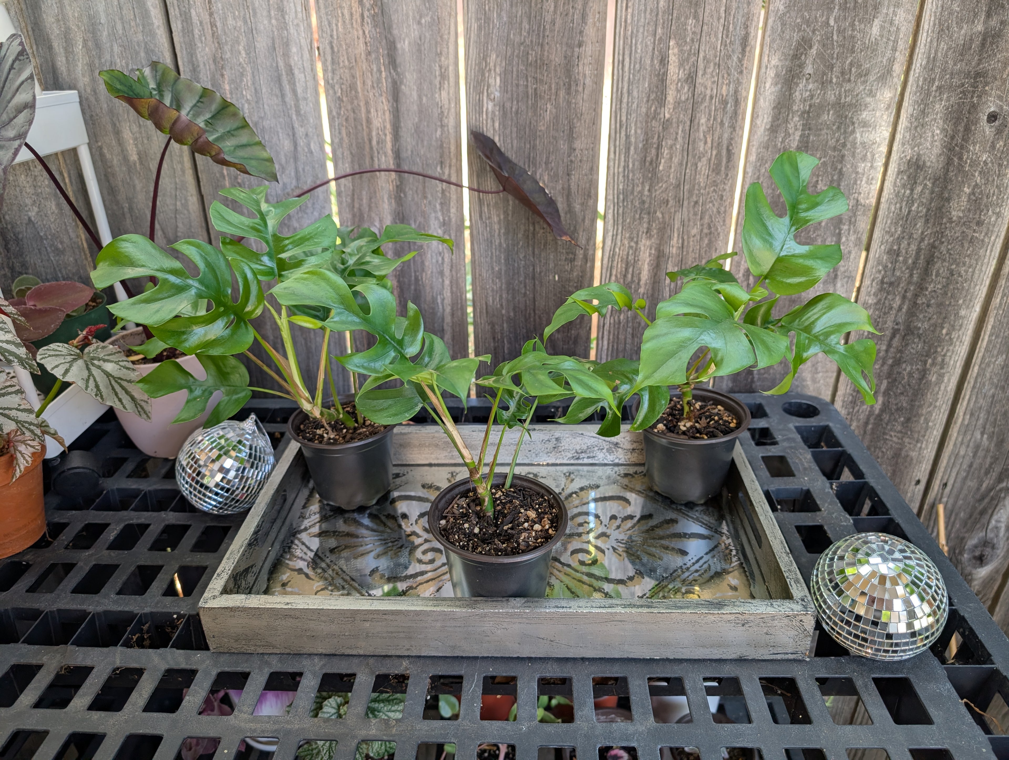 Mini Monstera - Raphidophora tetrasperma image 7