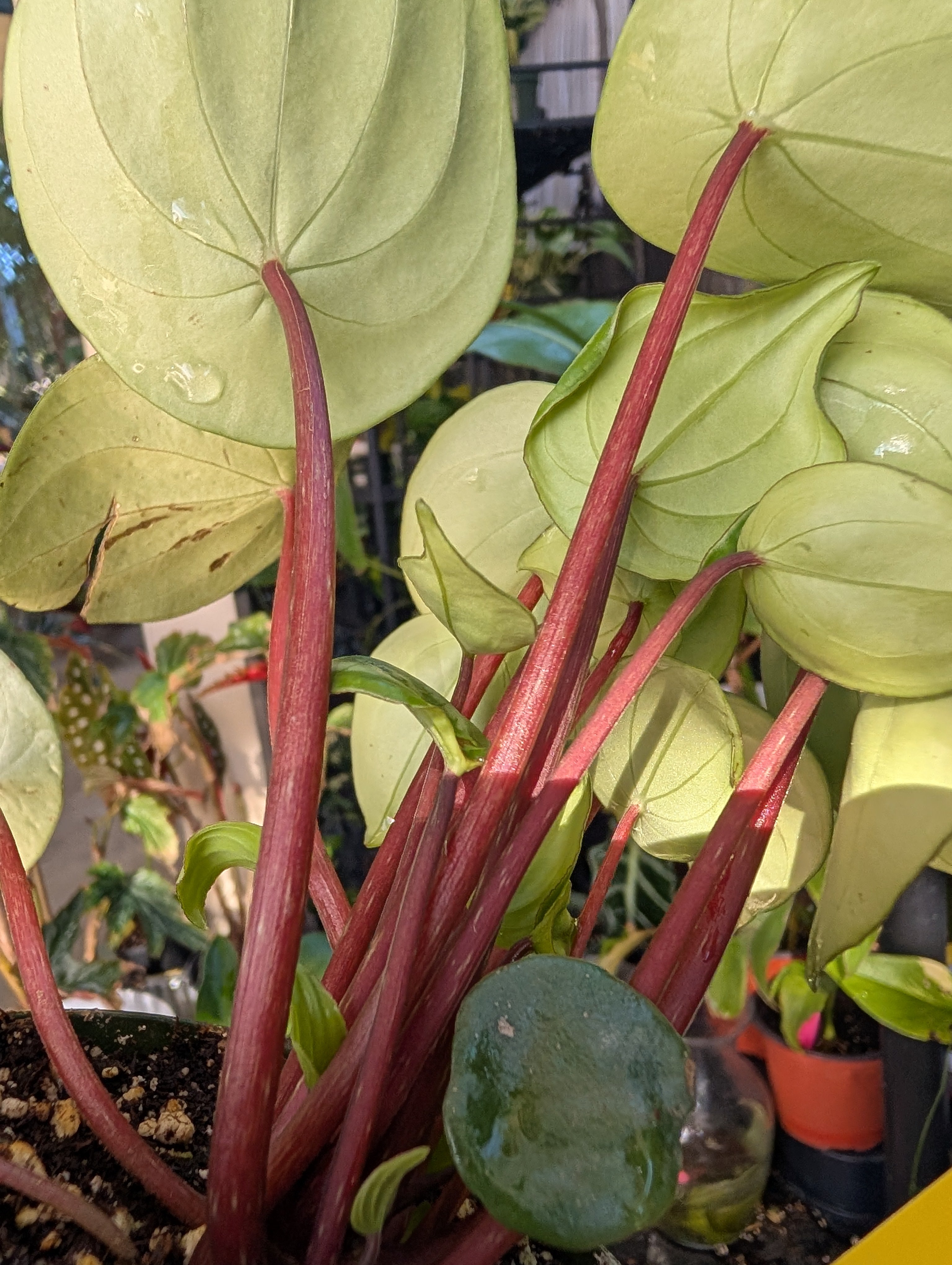 Peperomia watermelon 🍉 image 8