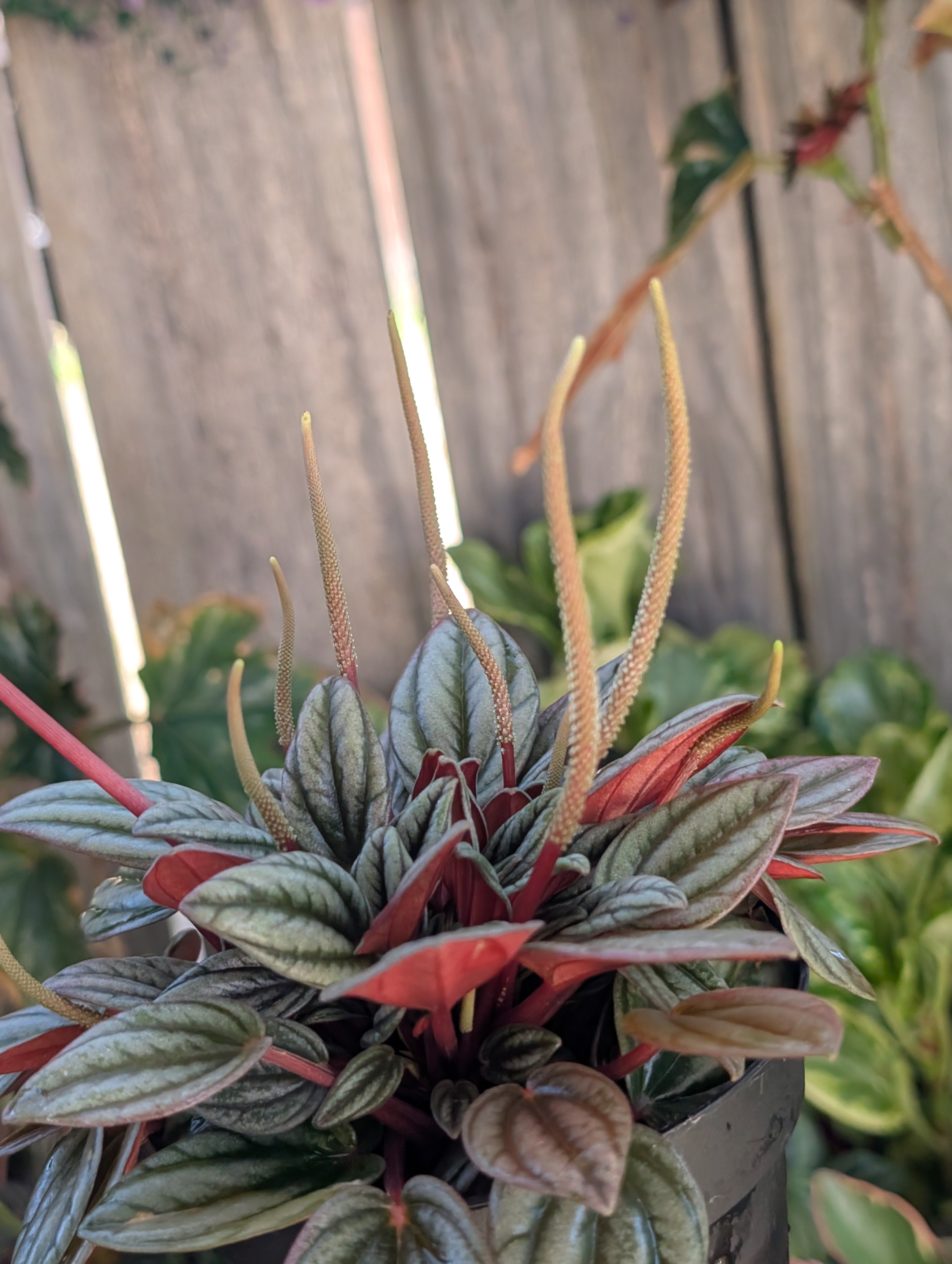 Peperomia 'san marino' image 5