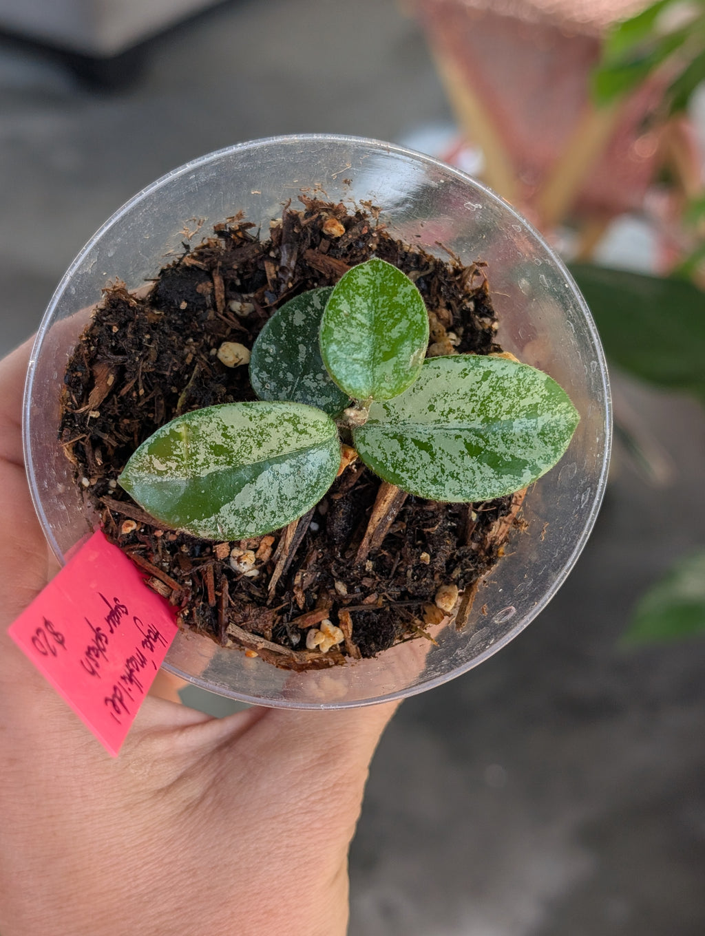 Hoya Mathilde image 0
