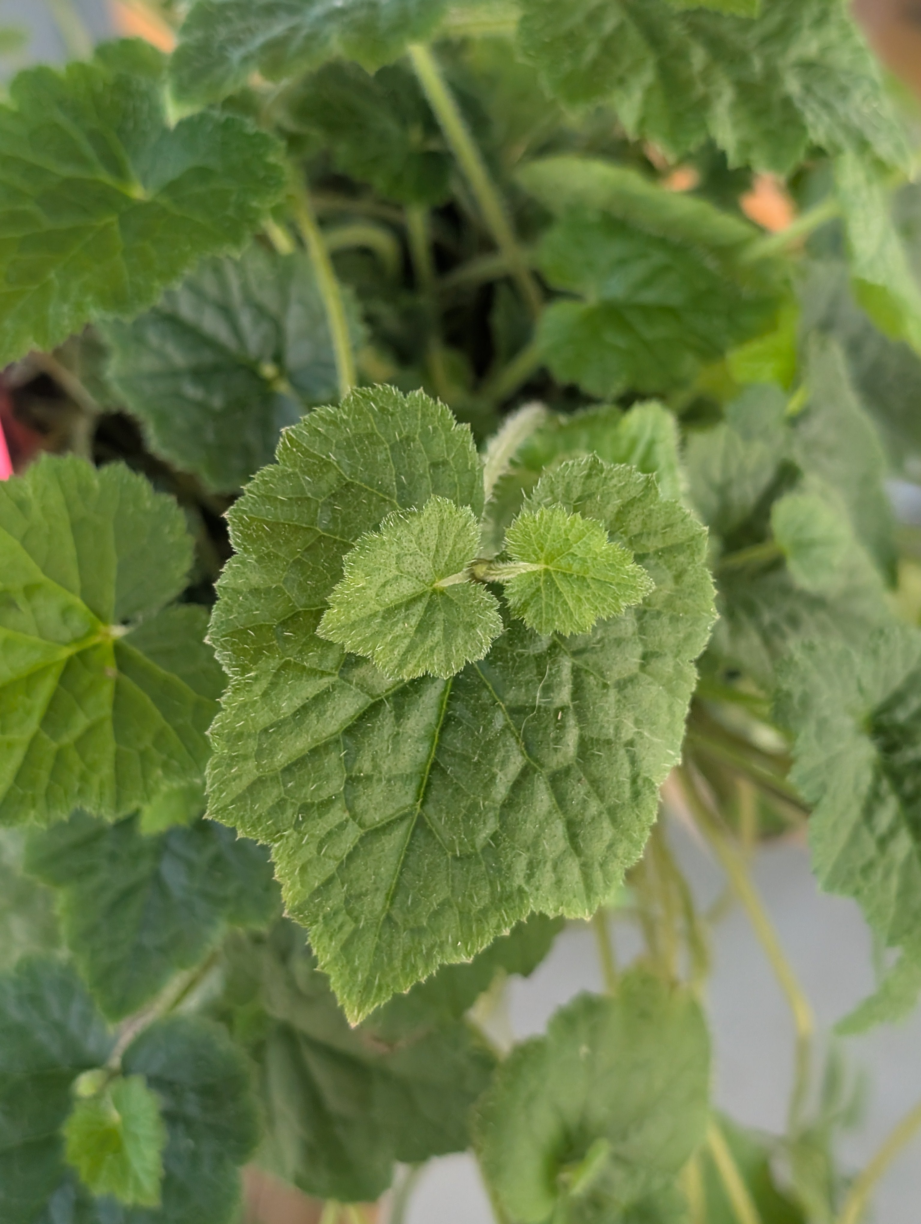 Piggyback Plant - Tolmiea menziesii image 4