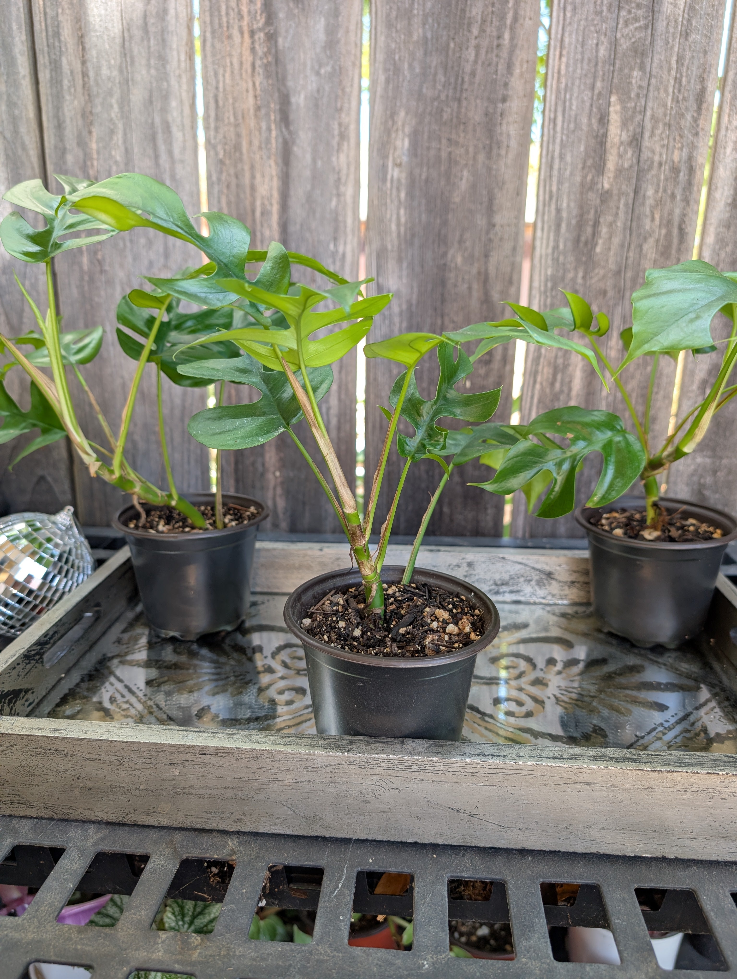 Mini Monstera - Raphidophora tetrasperma image 6