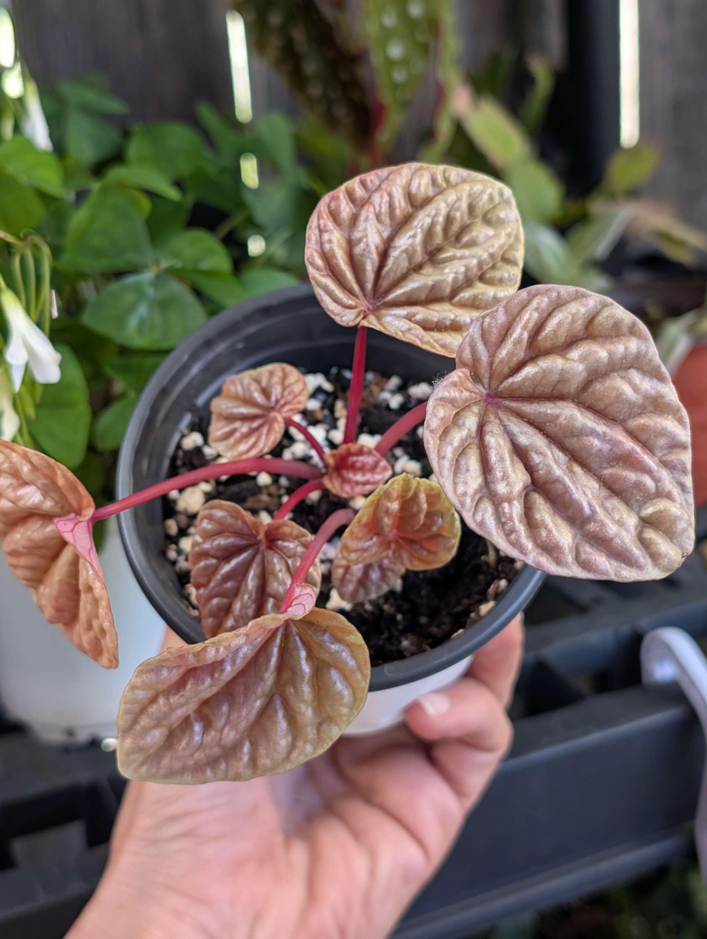 Peperomia Quito (4" Pot) image 3