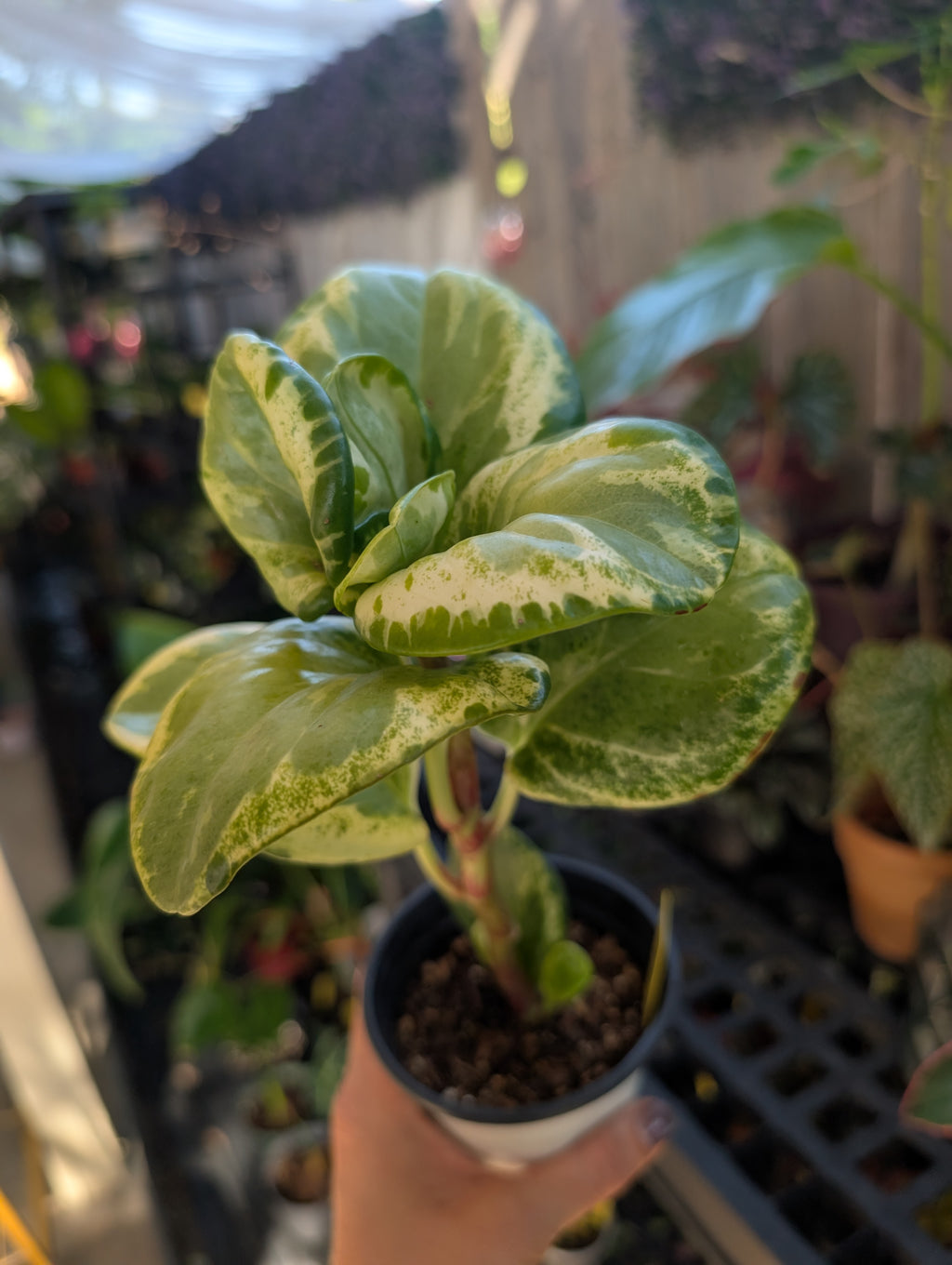 Peperomia 'golden gate' image 1