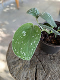 Scindapsus pictus 'argyreaus' image 0