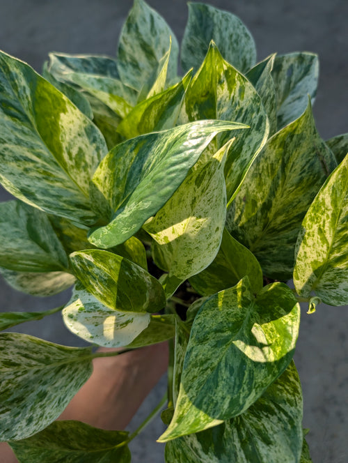 Epipremnum aureum 'marble queen' image 1