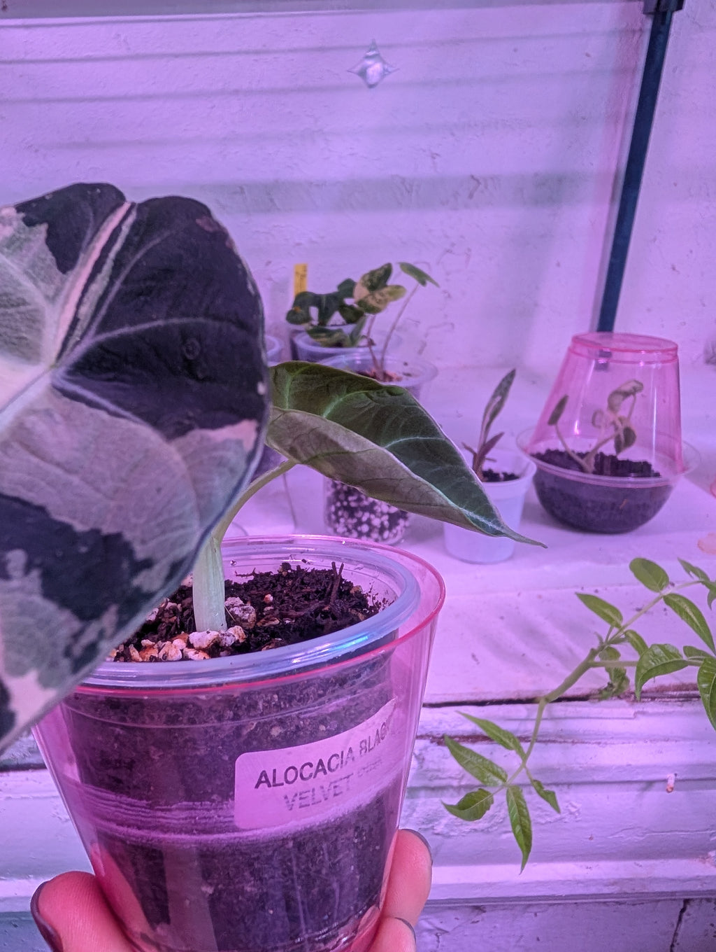 Alocasia reginula 'black velvet pink' image 2