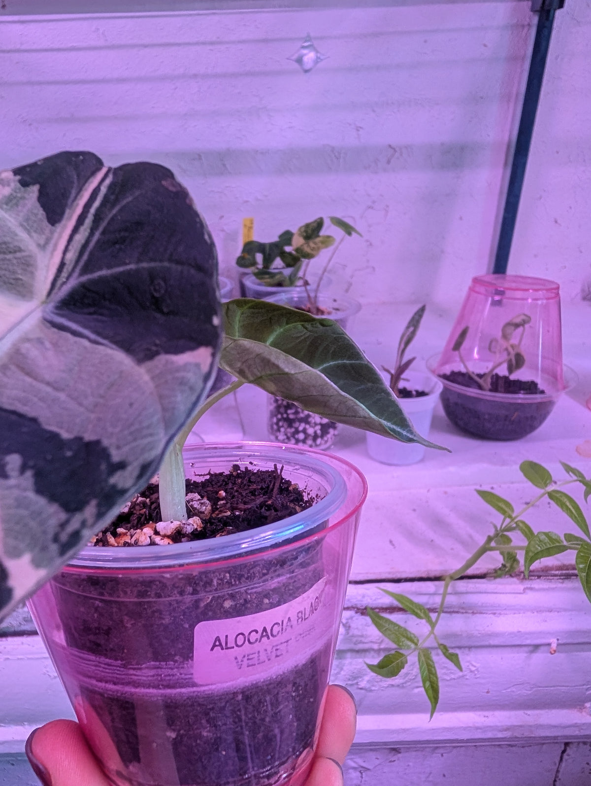 Alocasia reginula 'black velvet pink' image 2