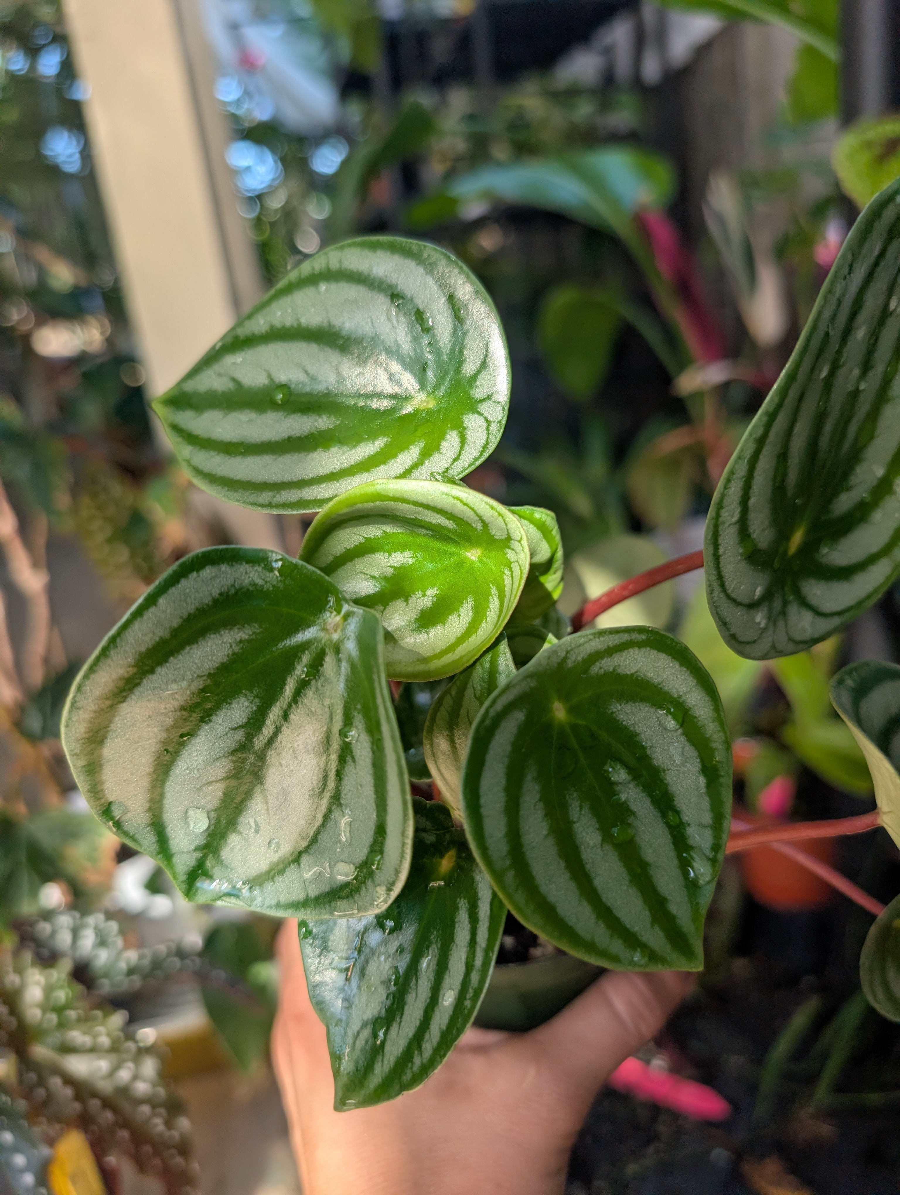 Peperomia watermelon 🍉 image 6