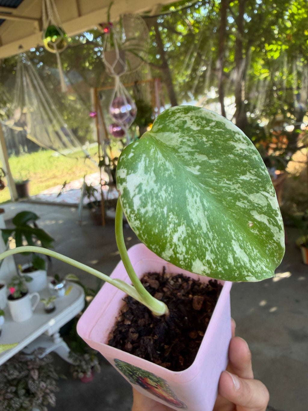Monstera mint variegated 🌿 image 4