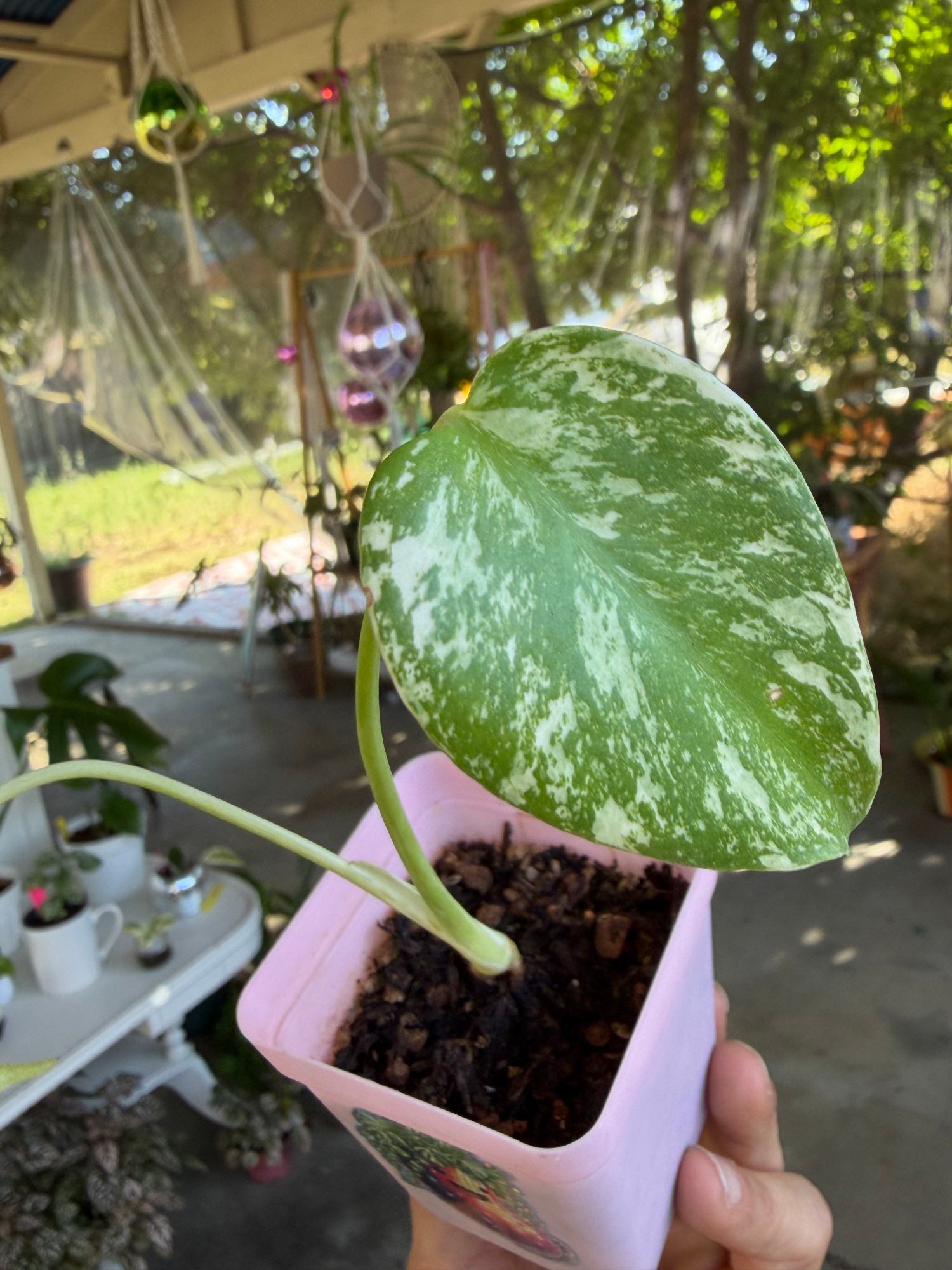 Monstera mint variegated 🌿 image 4