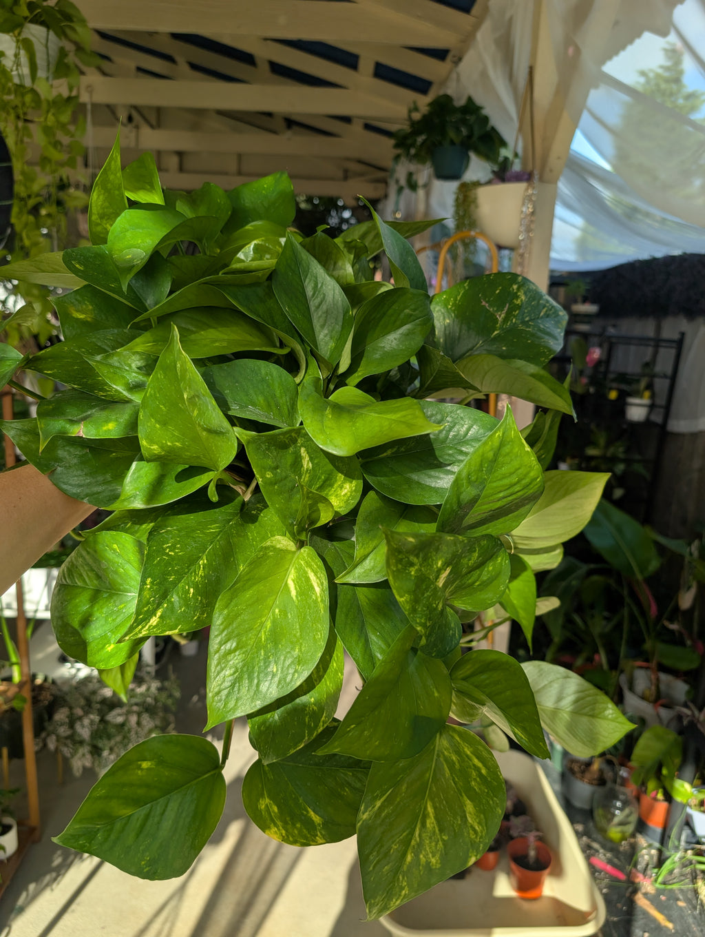 Epipremnum aureum 'golden pothos' image 9