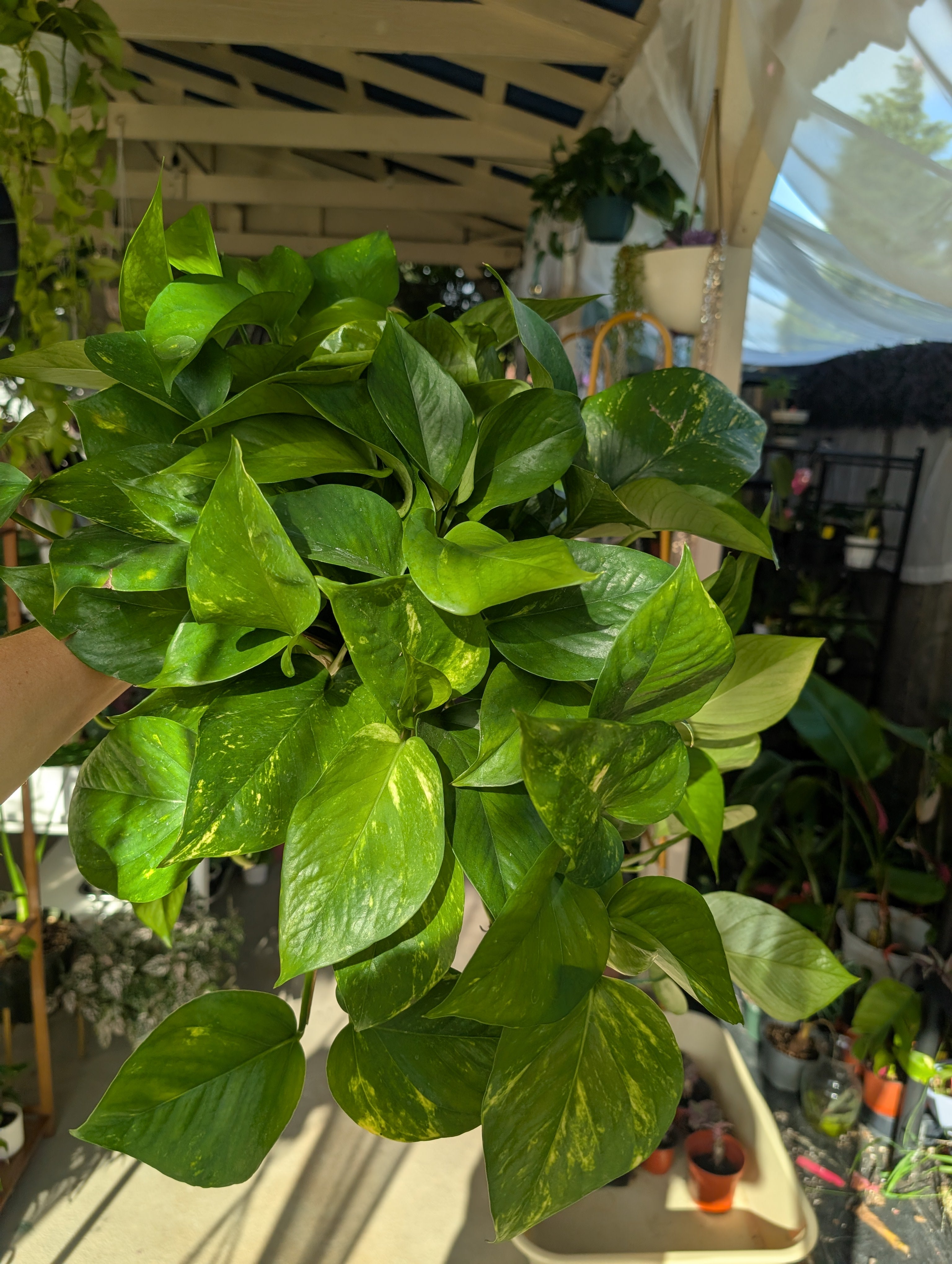 Epipremnum aureum 'golden pothos' image 9