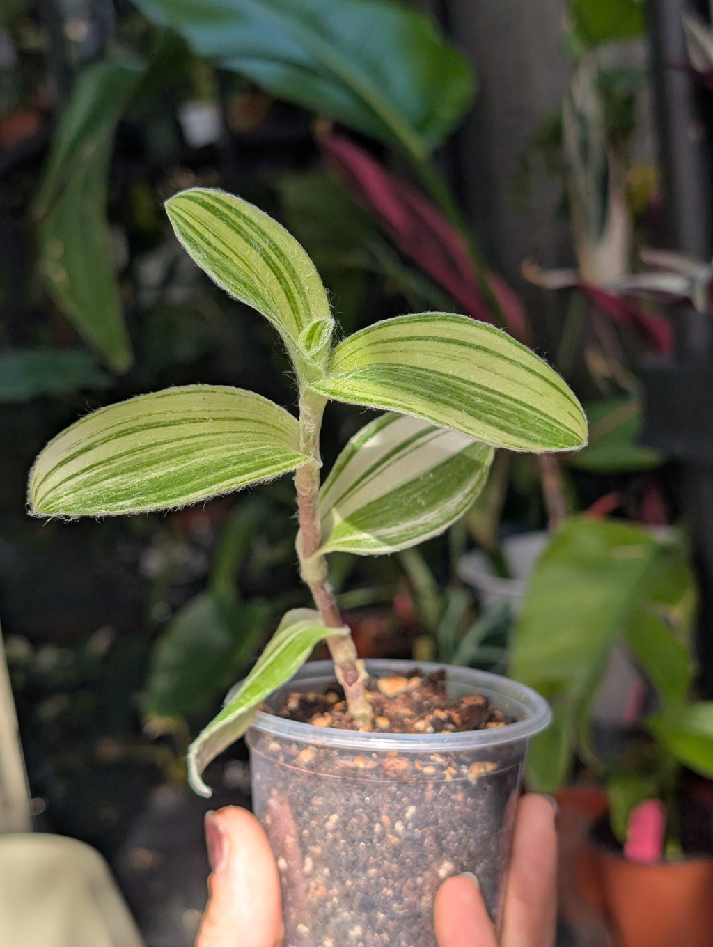 Tradescantia velvet stripe image 7