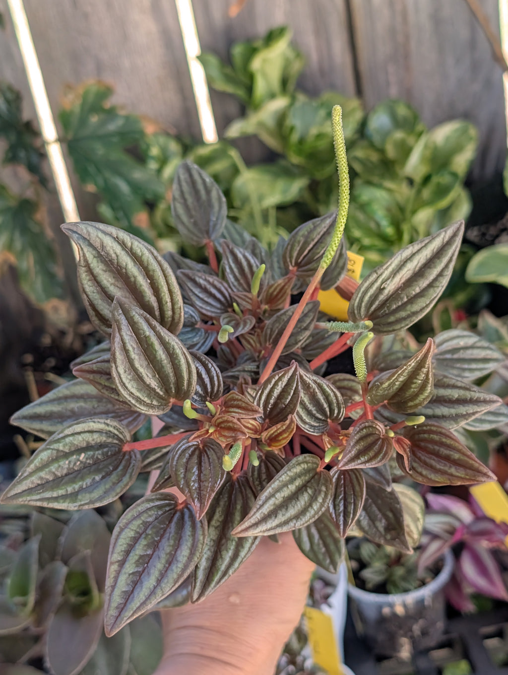 Peperomia caperata 'rosso' image 6