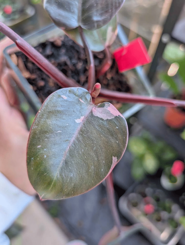 Philodendron Cherry Pink Princess Plant image 4