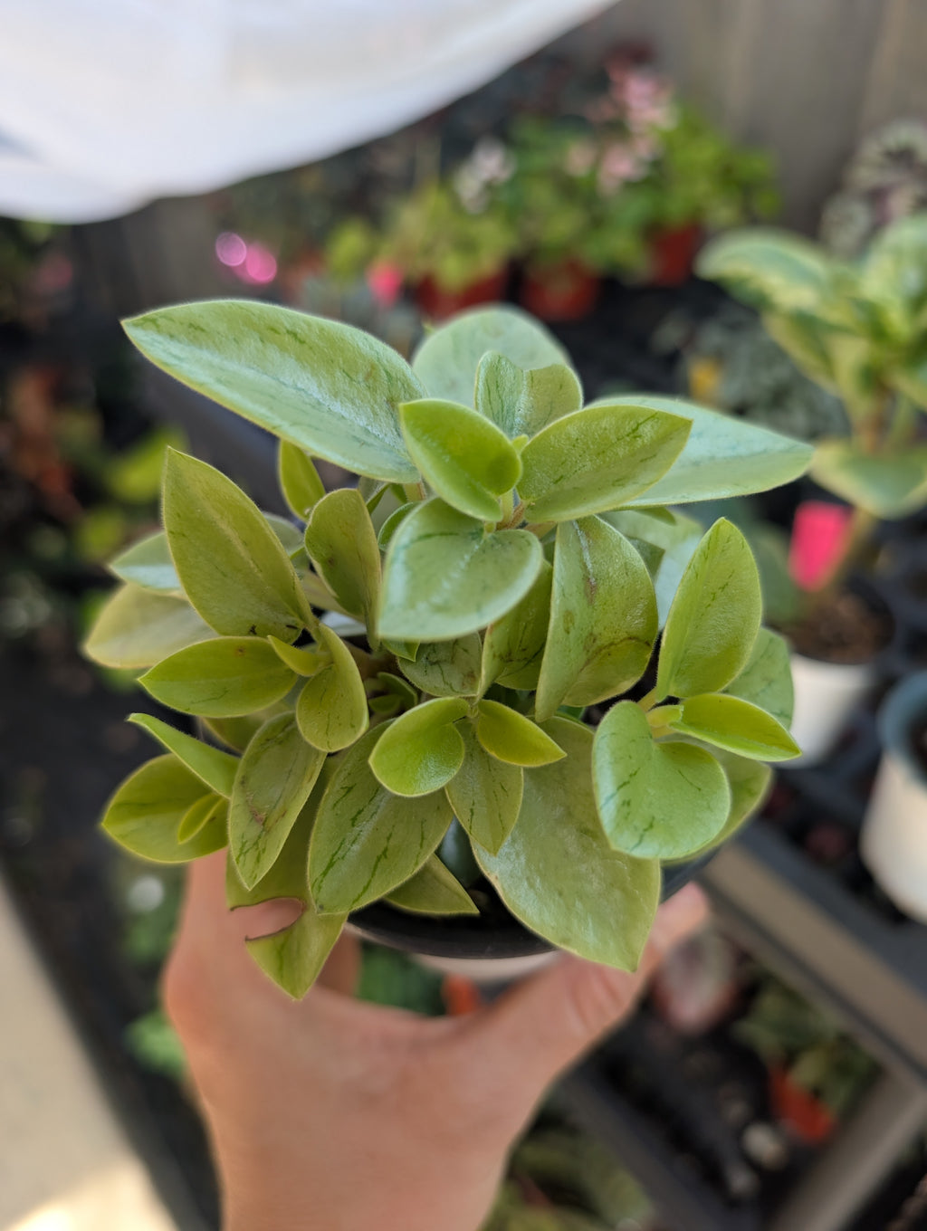 Peperomia Pixie (4" Pot) image 1