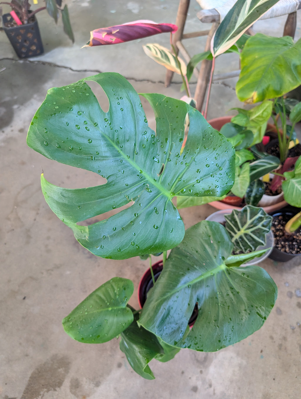 Monstera deliciosa image 7