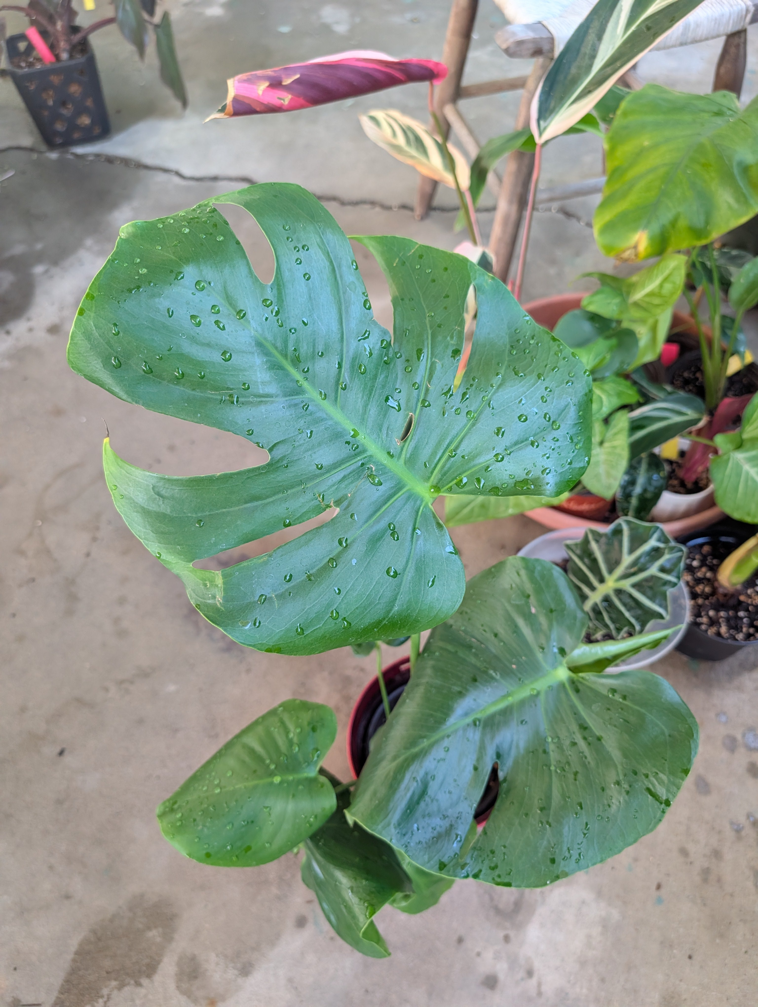 Monstera deliciosa image 7