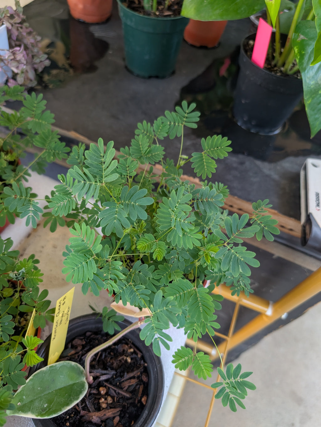 Mimosa pudica 'sensitive plant' image 1