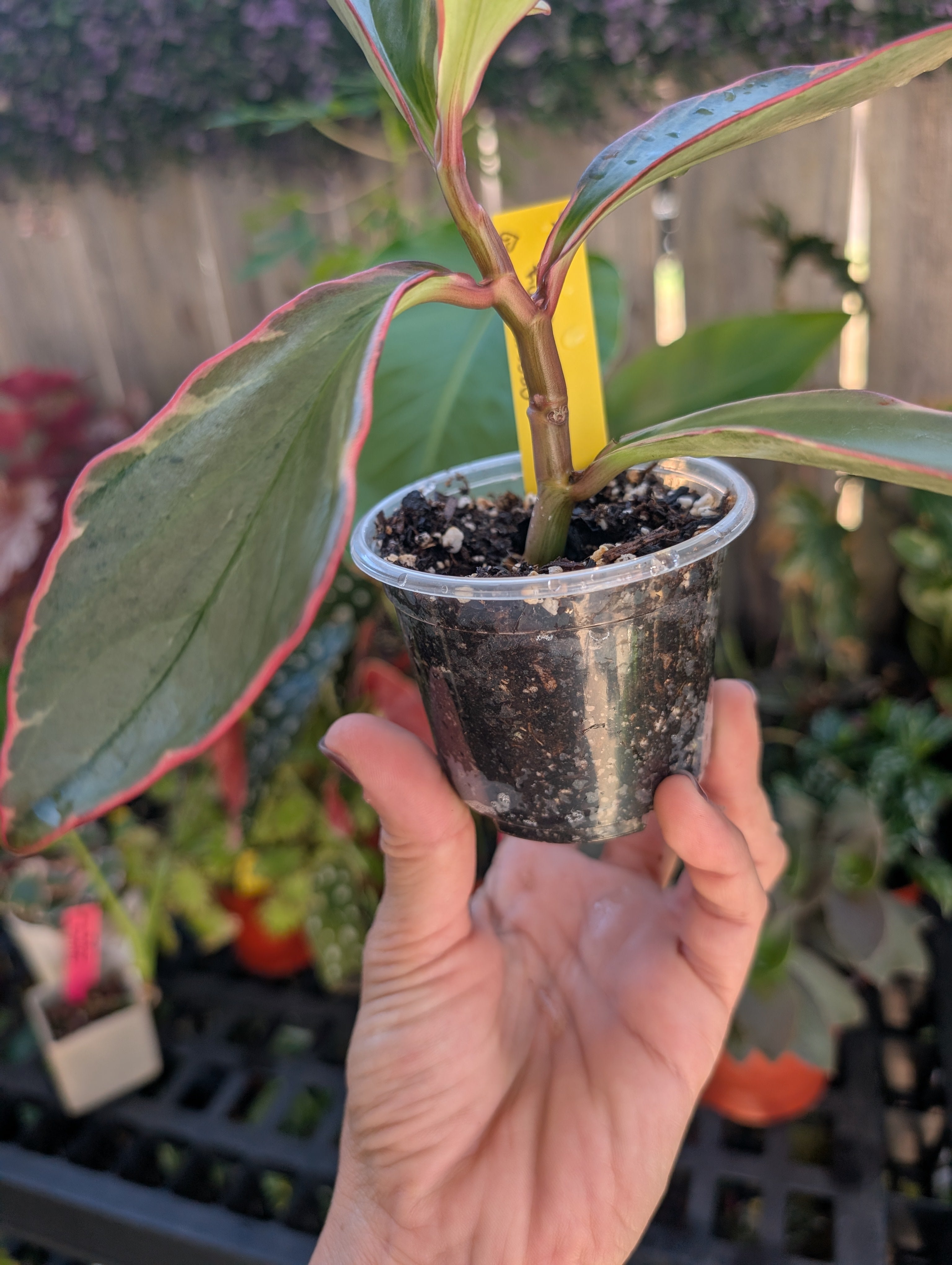 Peperomia ginny 'pink white and green' image 10