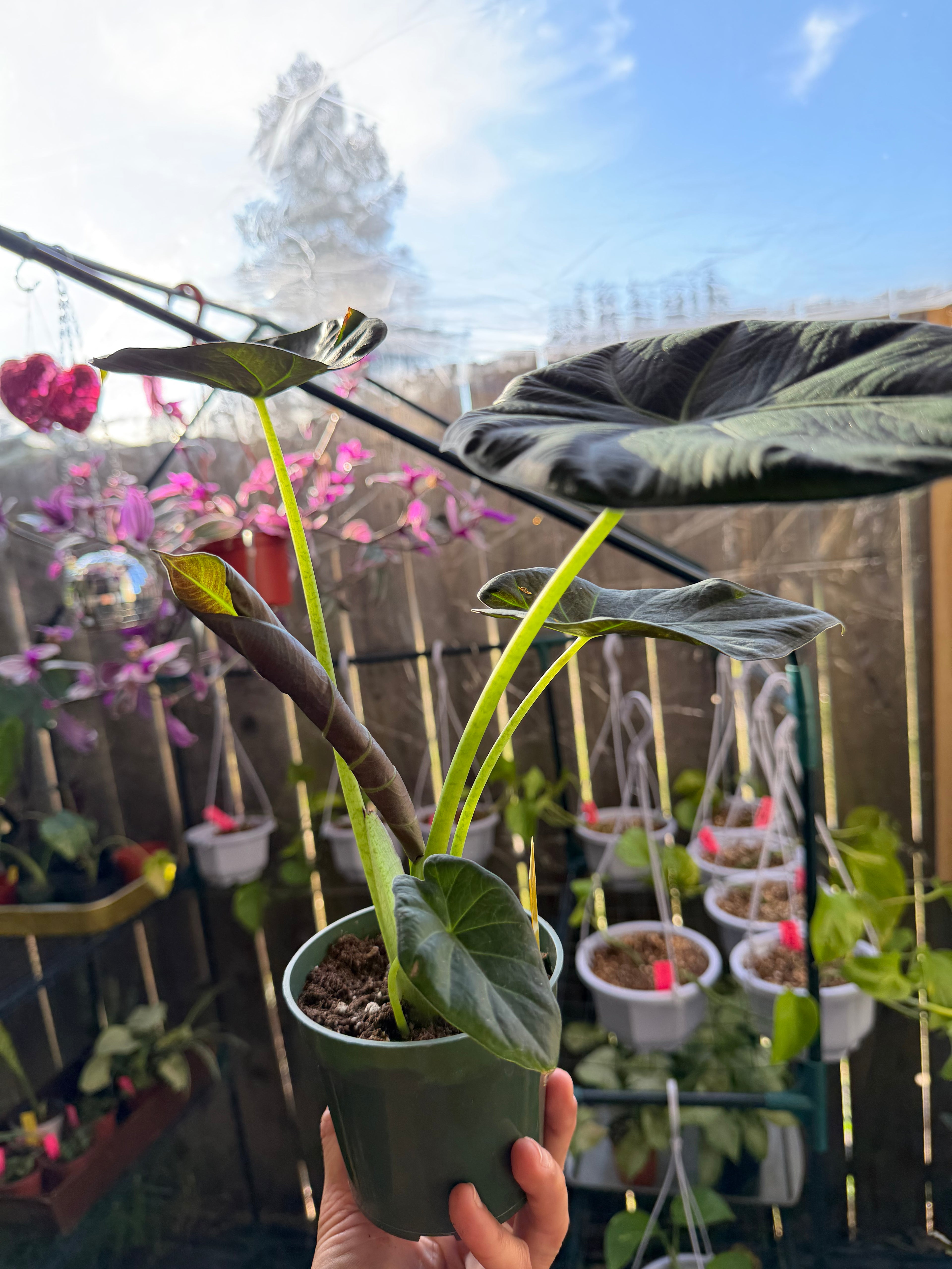 Alocasia 'Regal Shield' image 2
