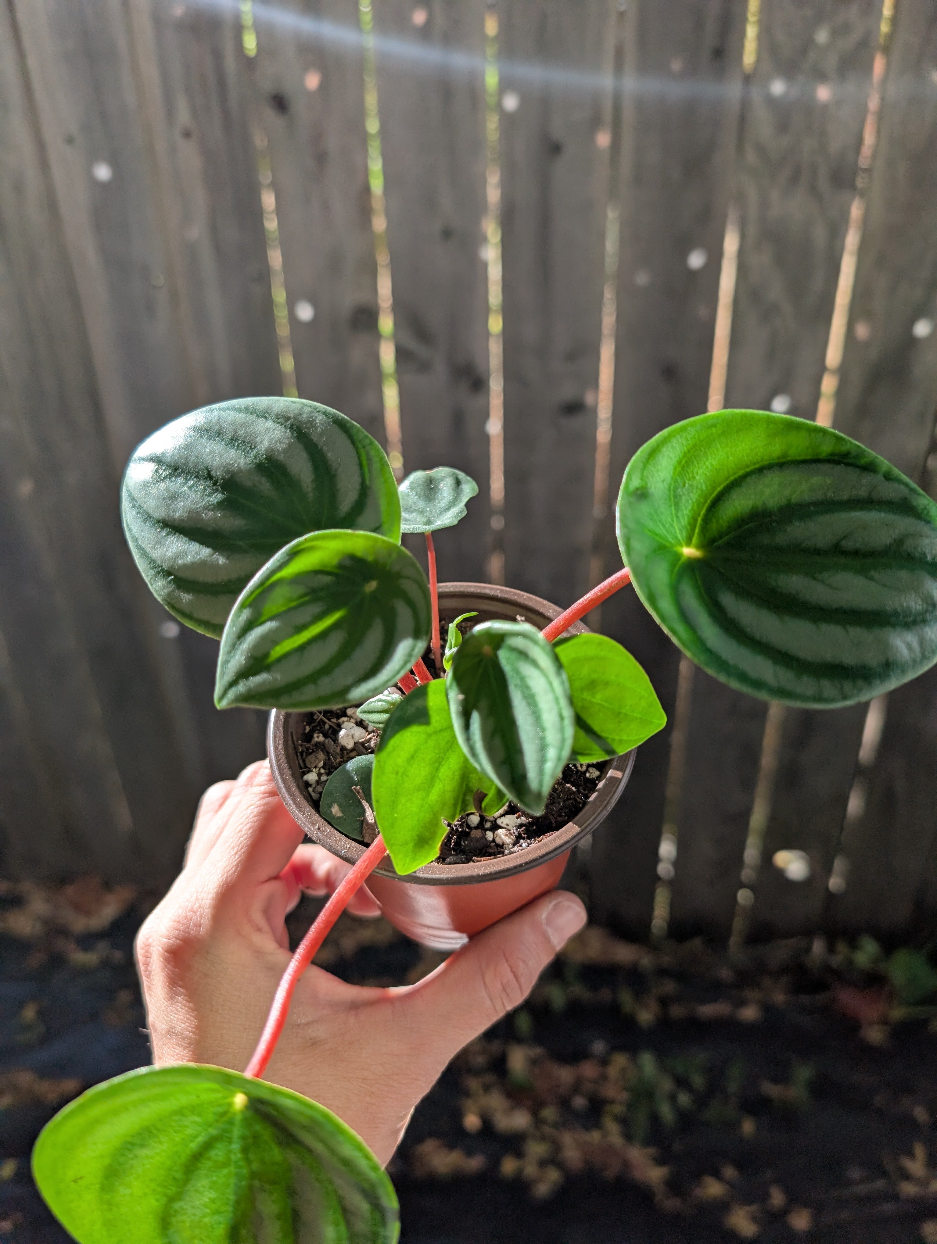 Peperomia watermelon 🍉 image 1