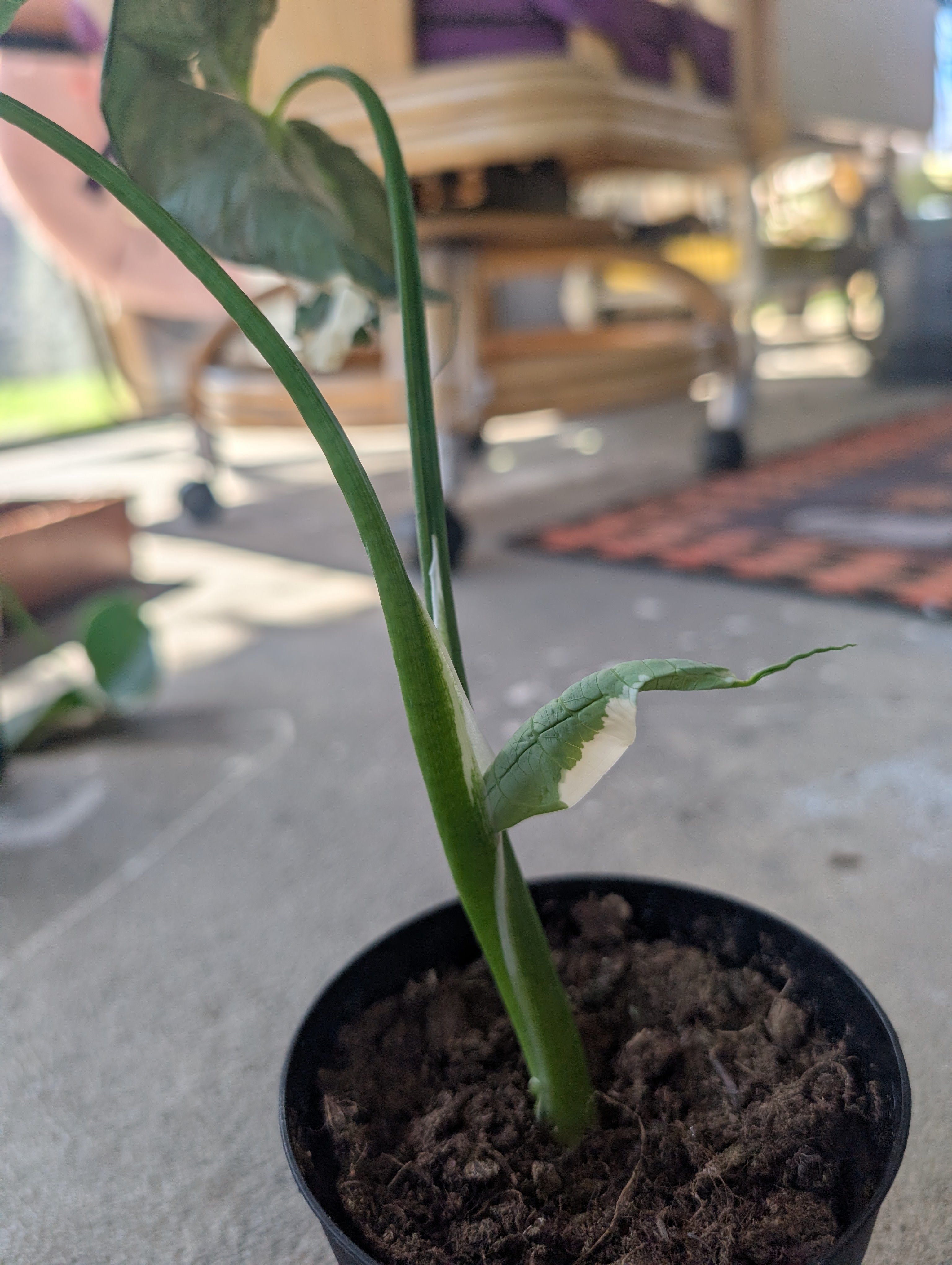 Alocasia Mickey Mouse image 2