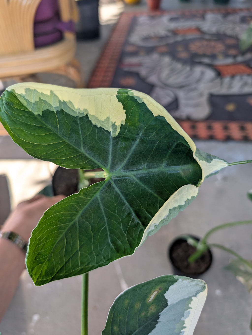 Alocasia Mickey Mouse image 1