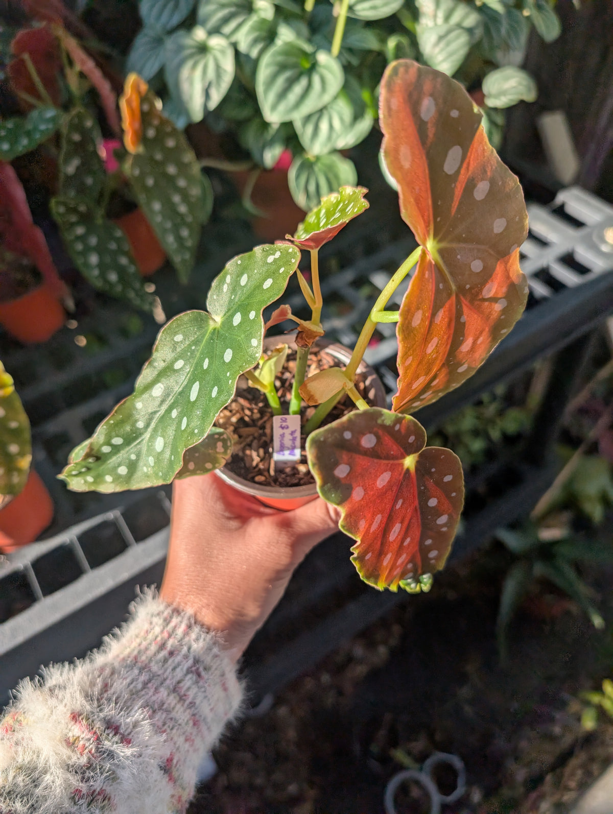 Begonia maculata image 3