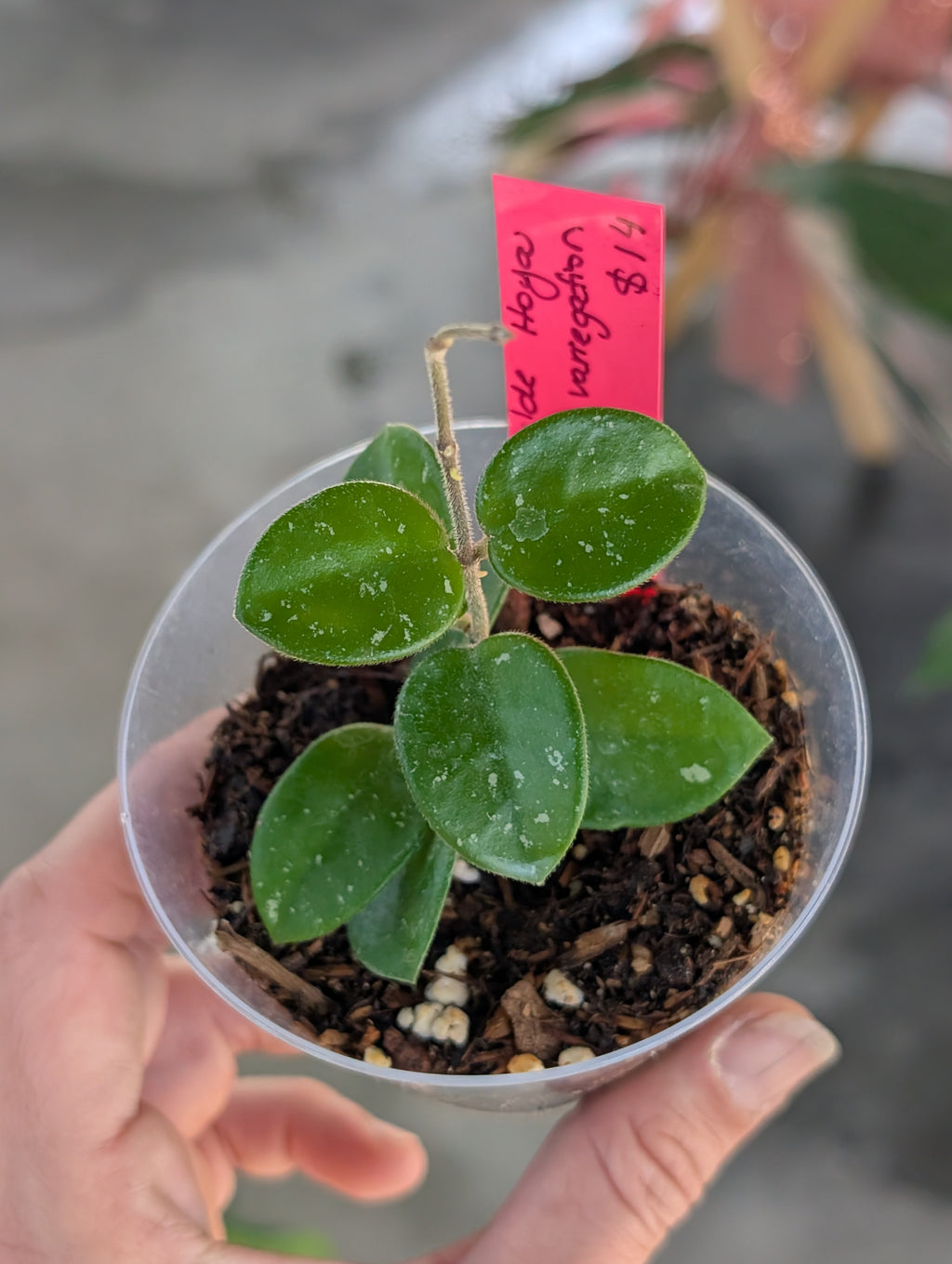 Hoya Mathilde image 2