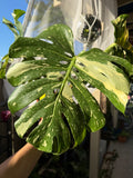 Monstera deliciosa 'Thai Constellation' image 0