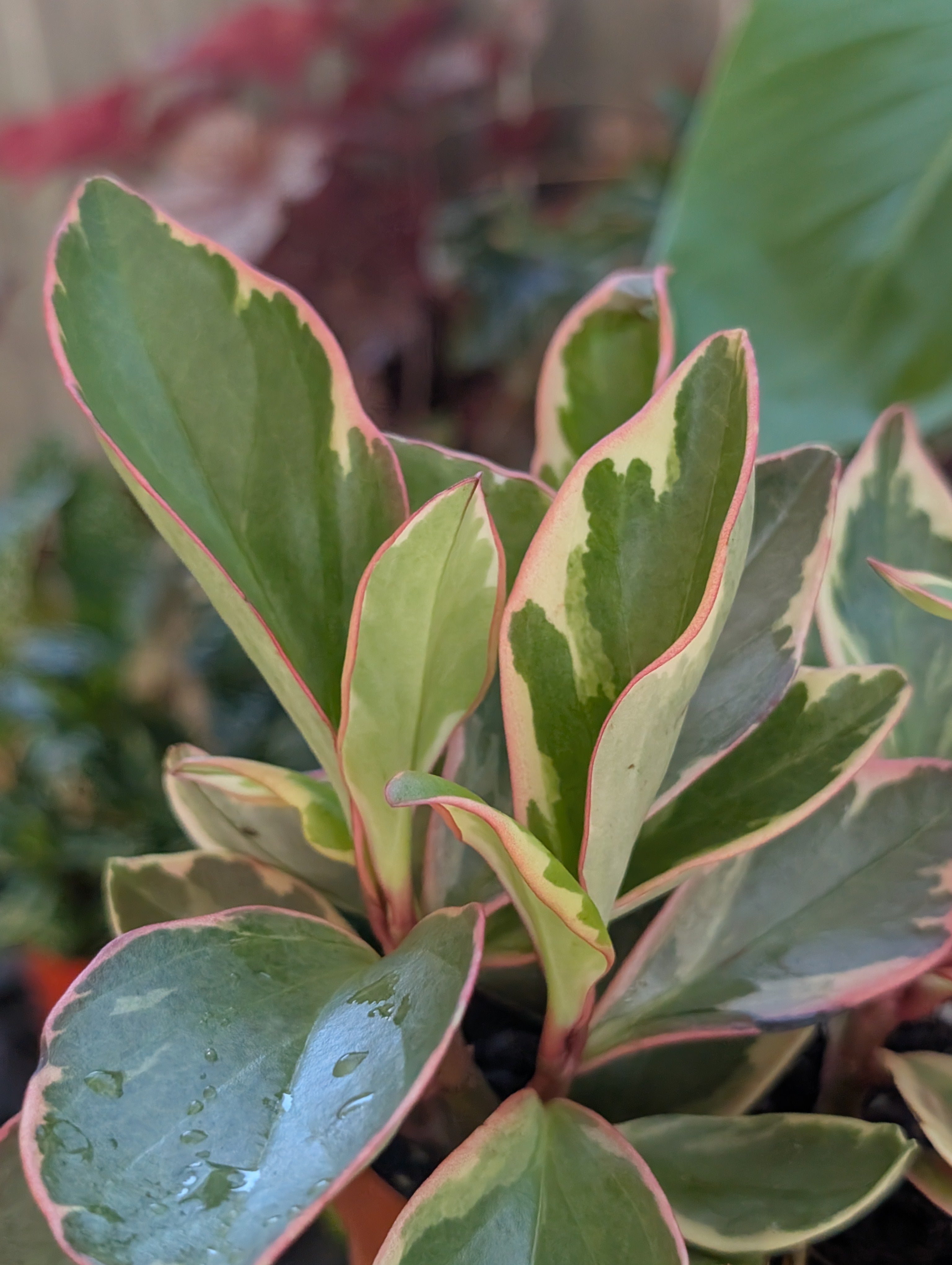Peperomia ginny 'pink white and green' image 3