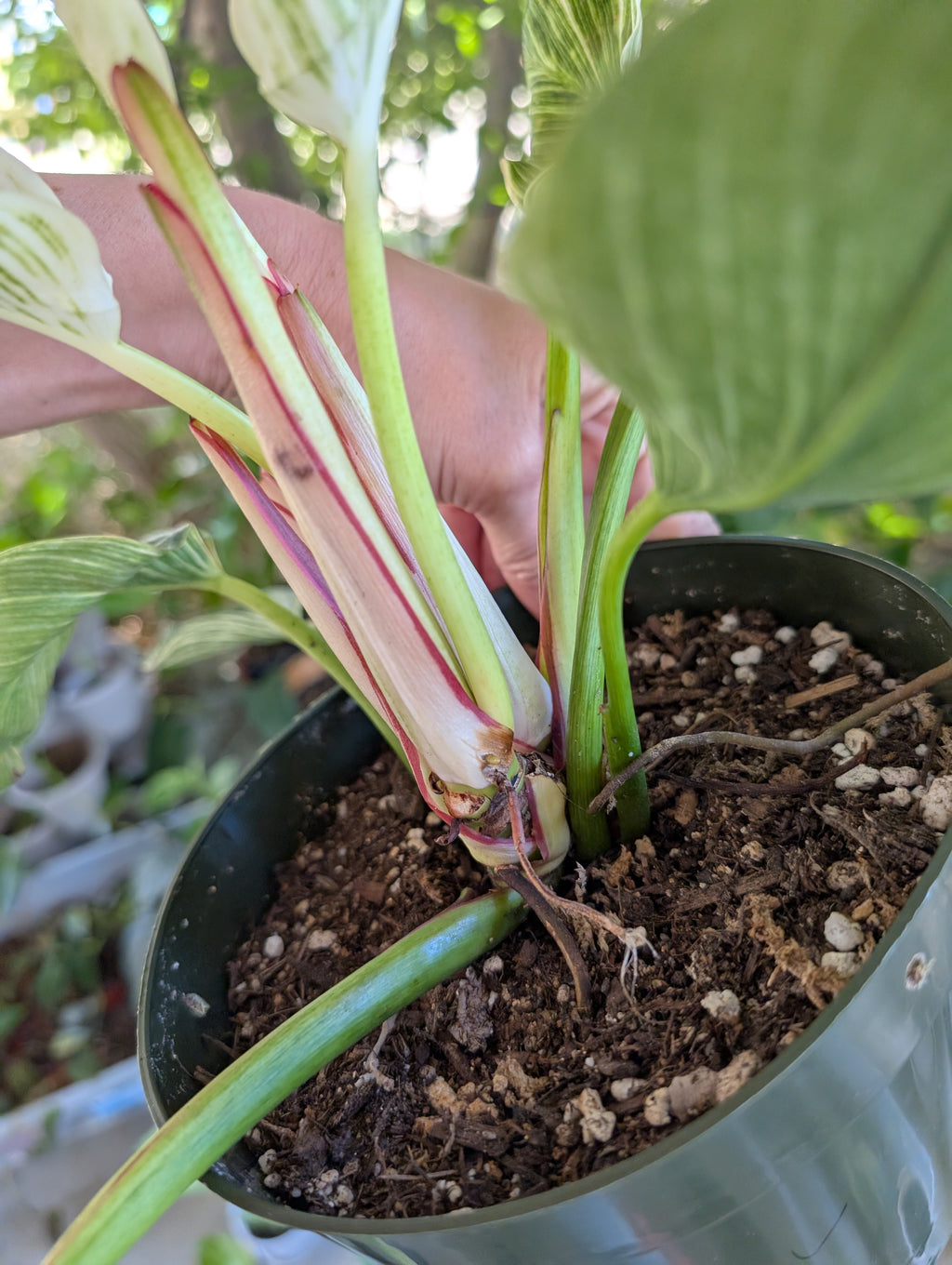 Philodendron 'birkin' image 7