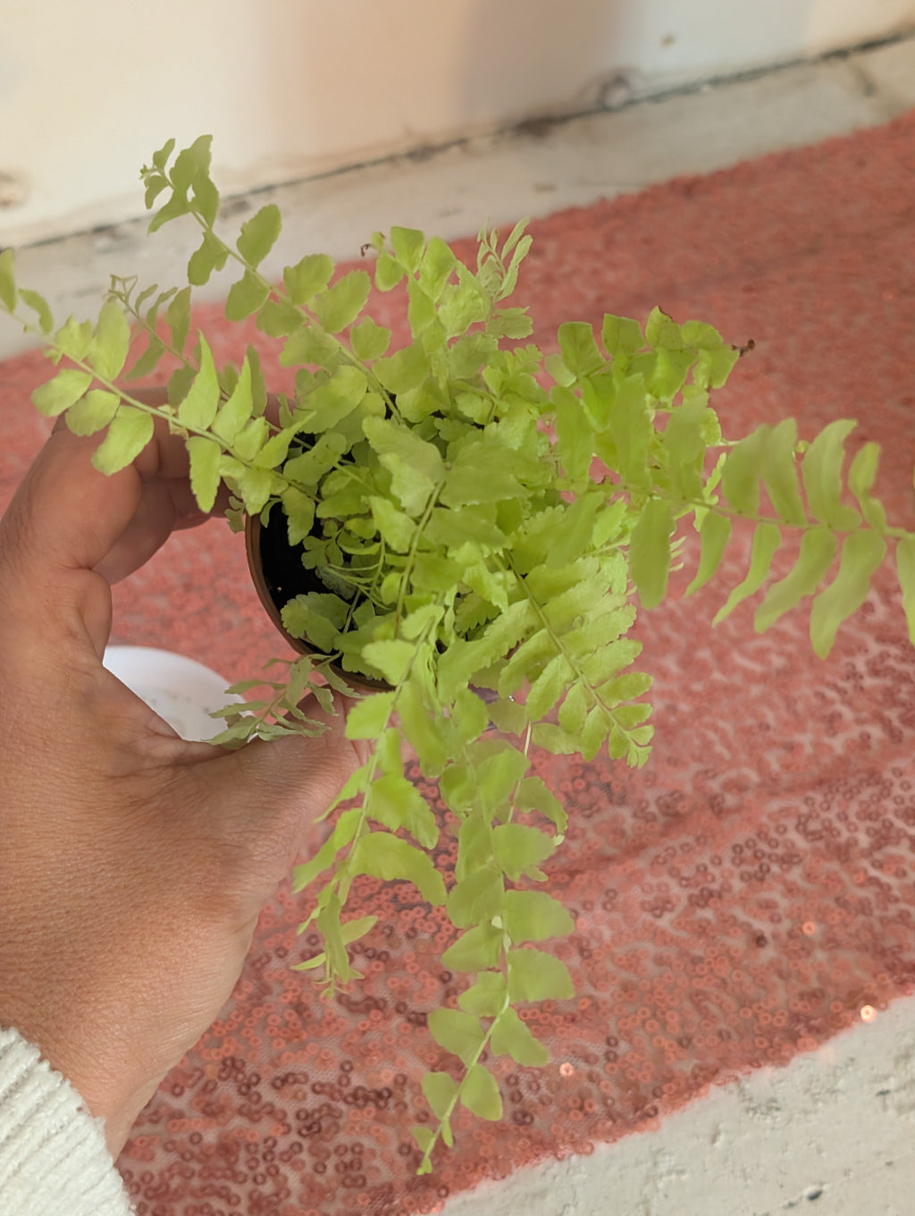 Nephrolepis exaltata 'aurea' Golden Fern image 2