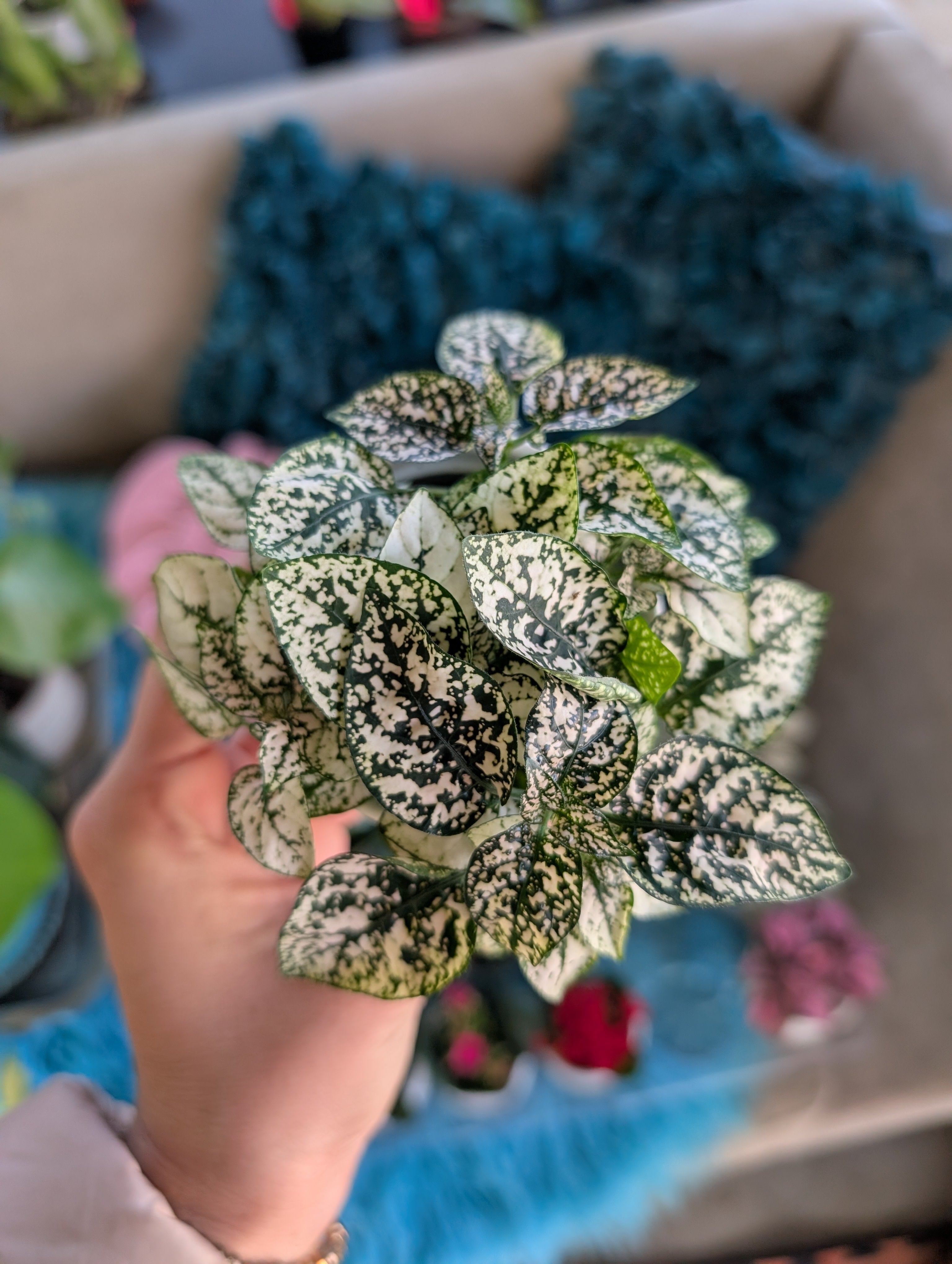Polkadot Splash Plant image 1