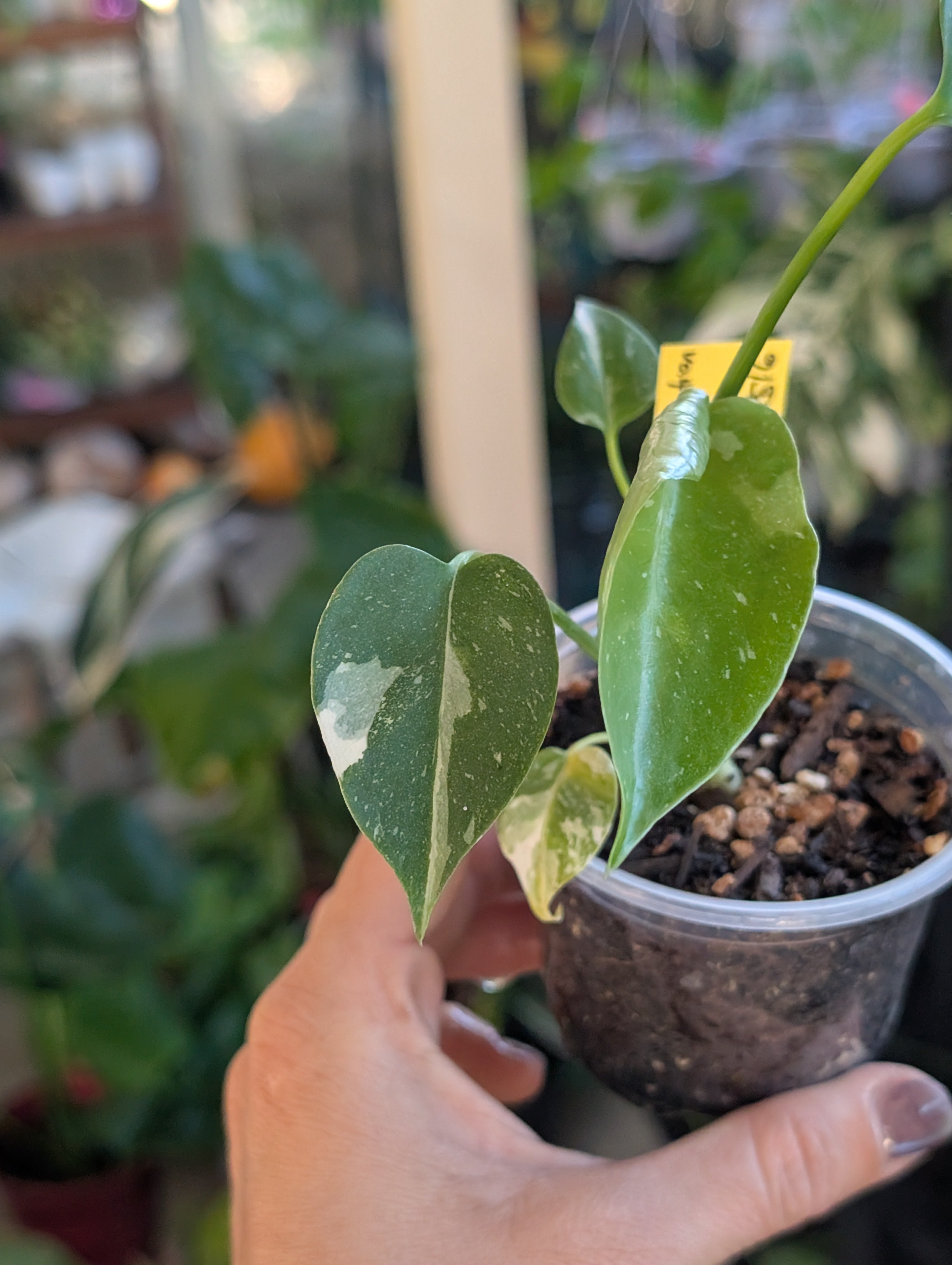 Monstera deliciosa 'Thai Constellation' image 10