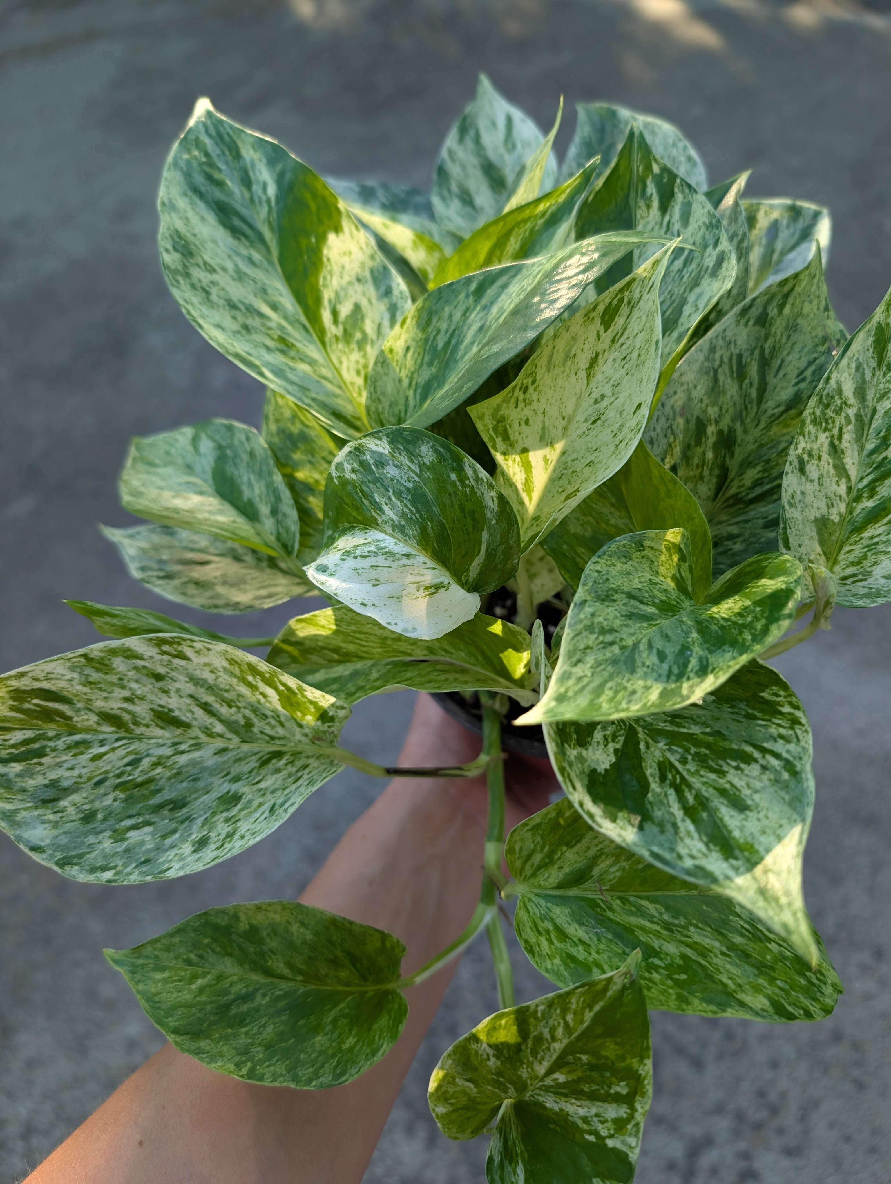 Epipremnum aureum 'marble queen' image 2