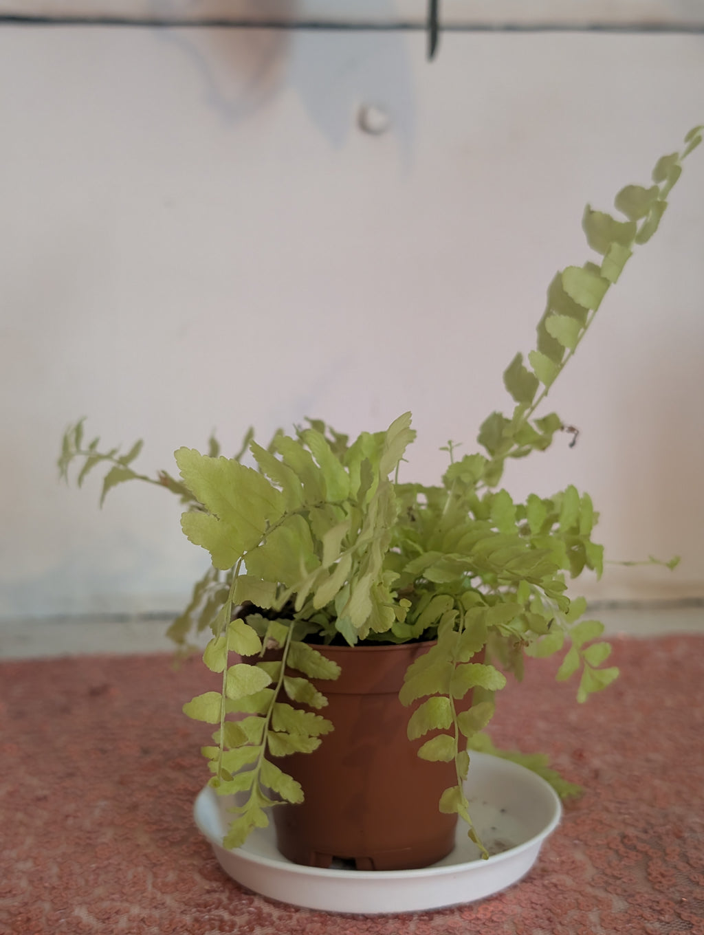 Nephrolepis exaltata 'aurea' Golden Fern image 1