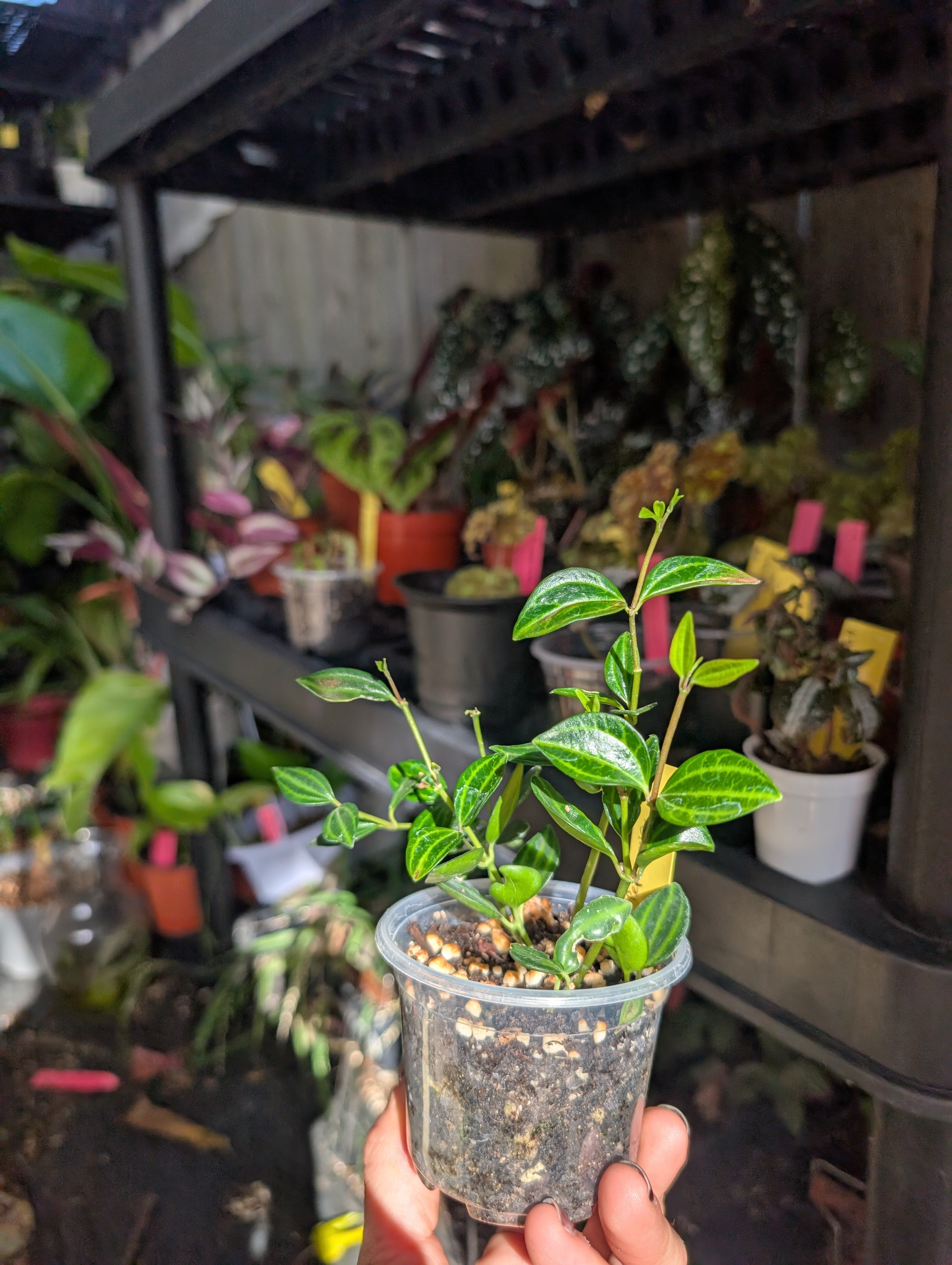 Peperomia angulata 'beetle' image 8