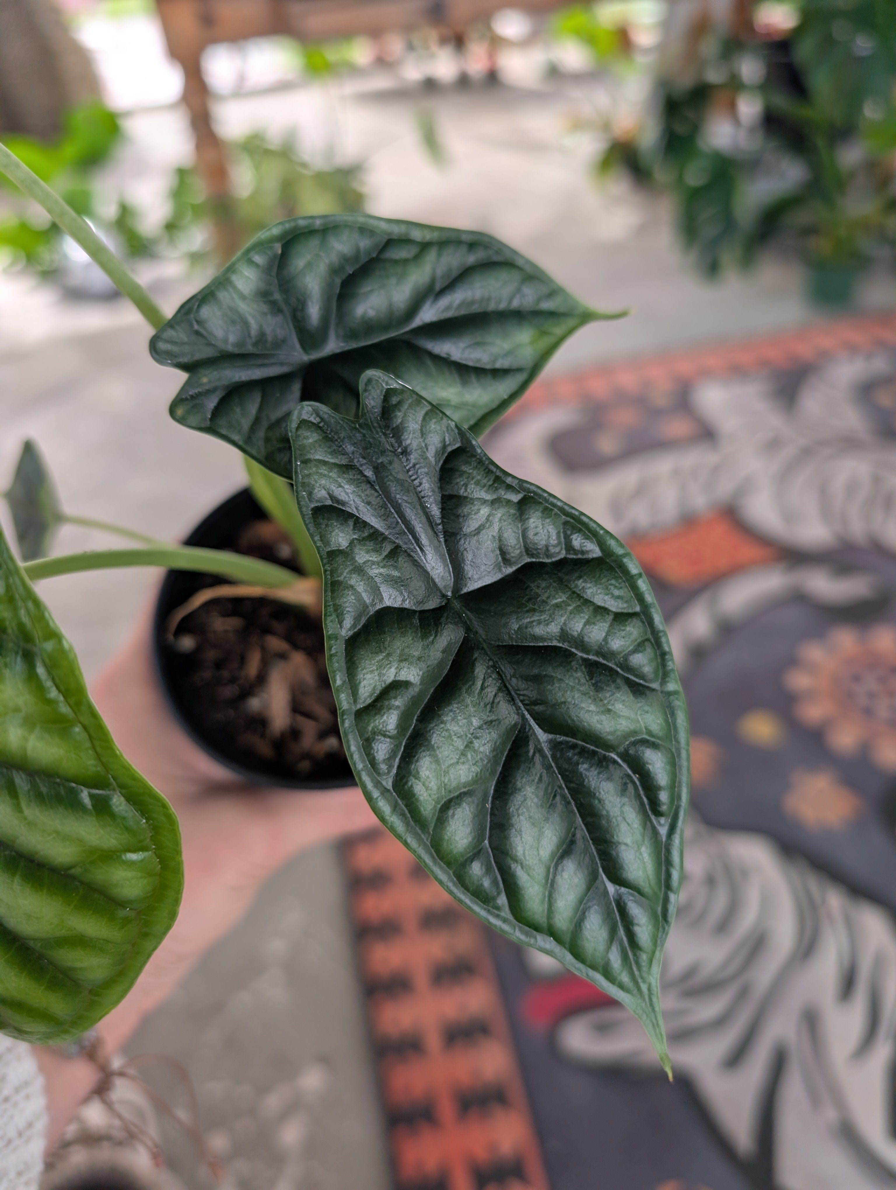 Alocasia Dragon Scale image 2