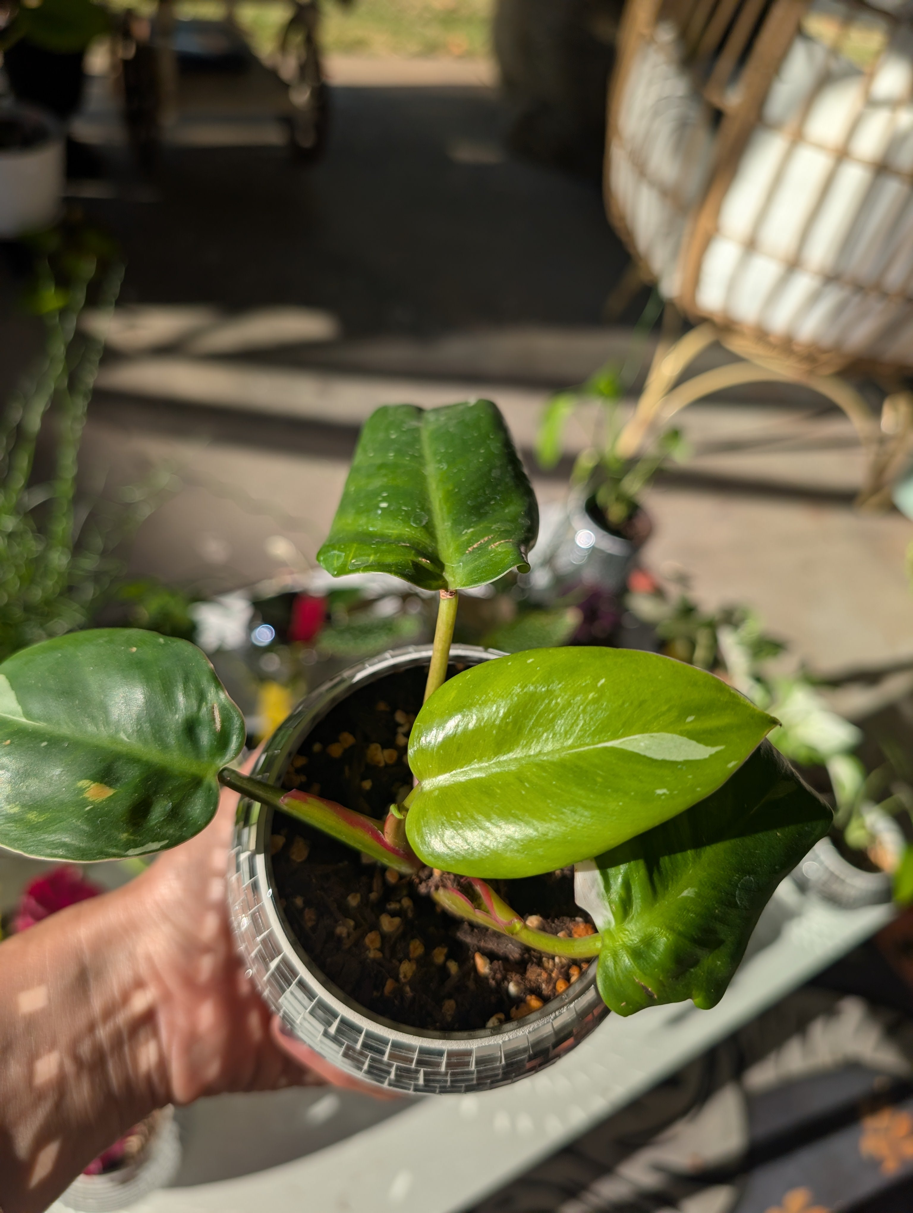 Philodendron erubescens 'white princess' in 4" Disco mirrored vase image 2