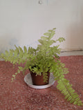 Nephrolepis exaltata 'aurea' Golden Fern image 0