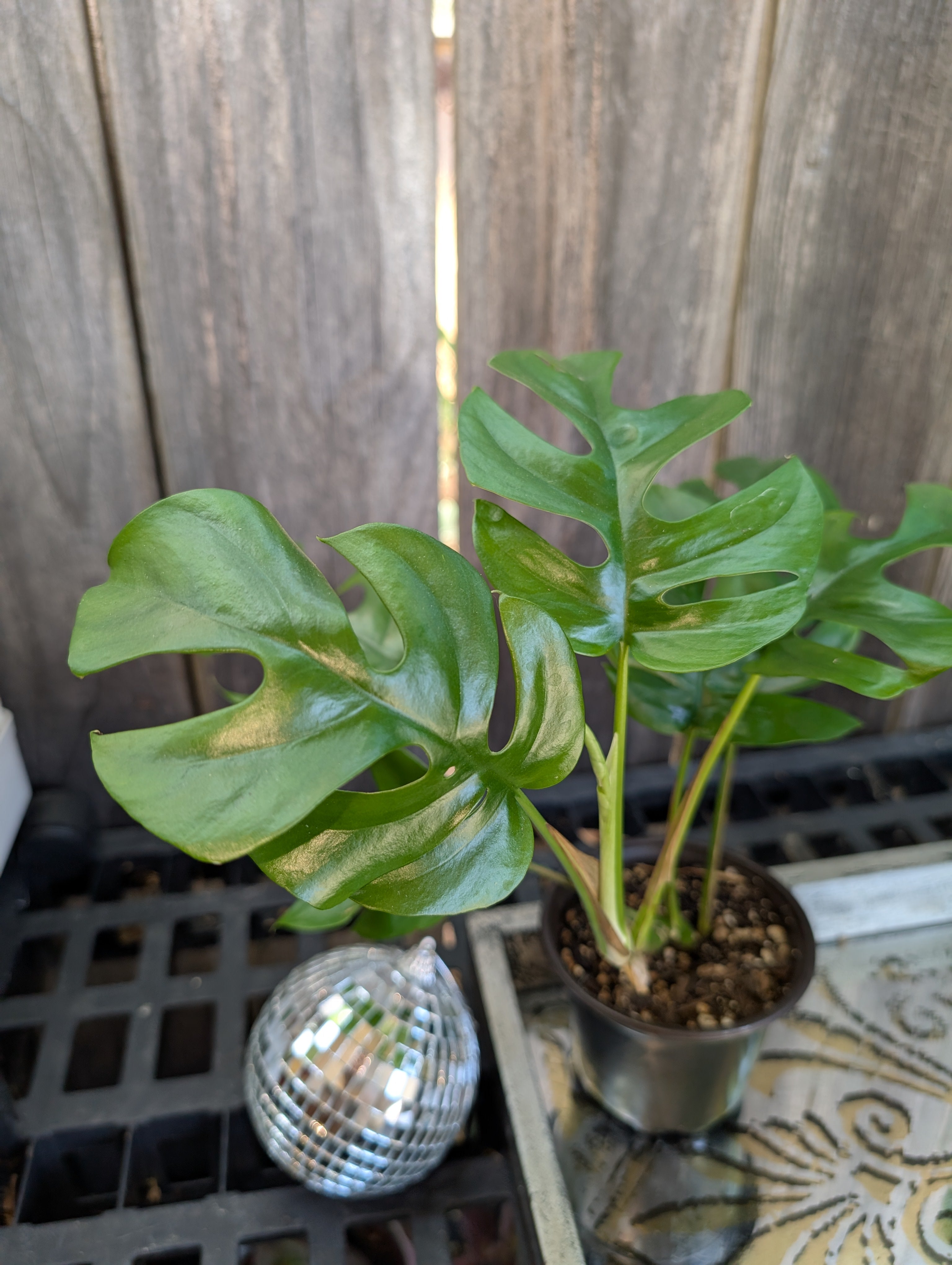 Mini Monstera - Raphidophora tetrasperma image 5